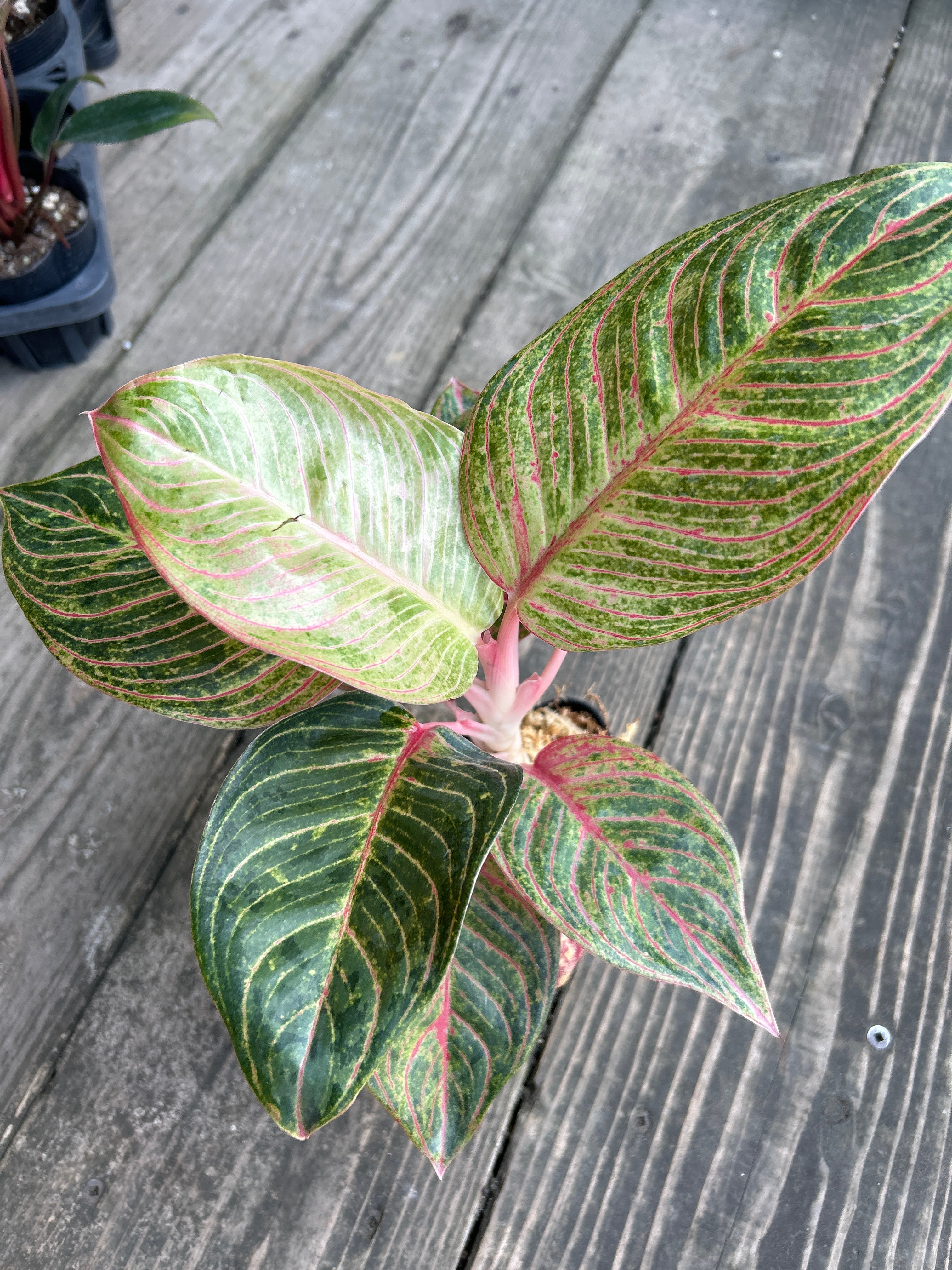P. Willinckii cv. Sailor Mercury (OC) 【artPLANTs/PLANTS GARAGE