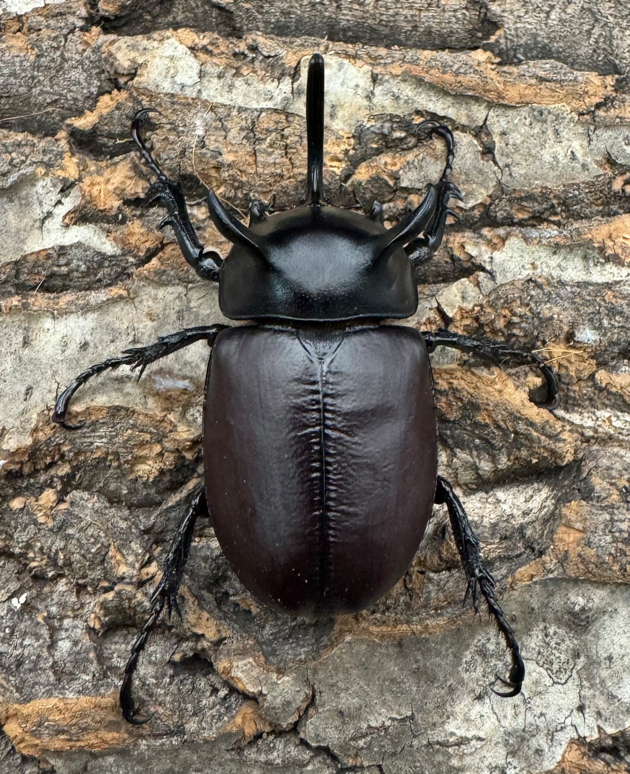 【WD】《シャムゴホンツノカブト 58mm B品ペア》