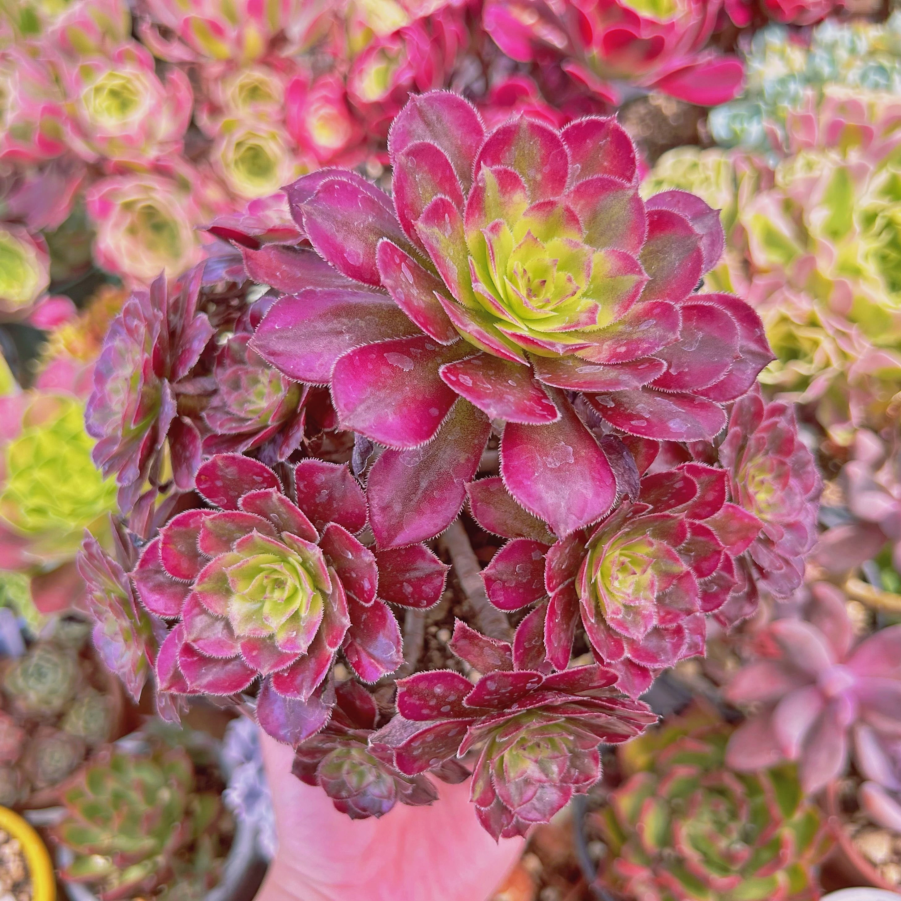 #2016現物　多肉植物　美姫(Aeonium)　特大群生　抜き苗