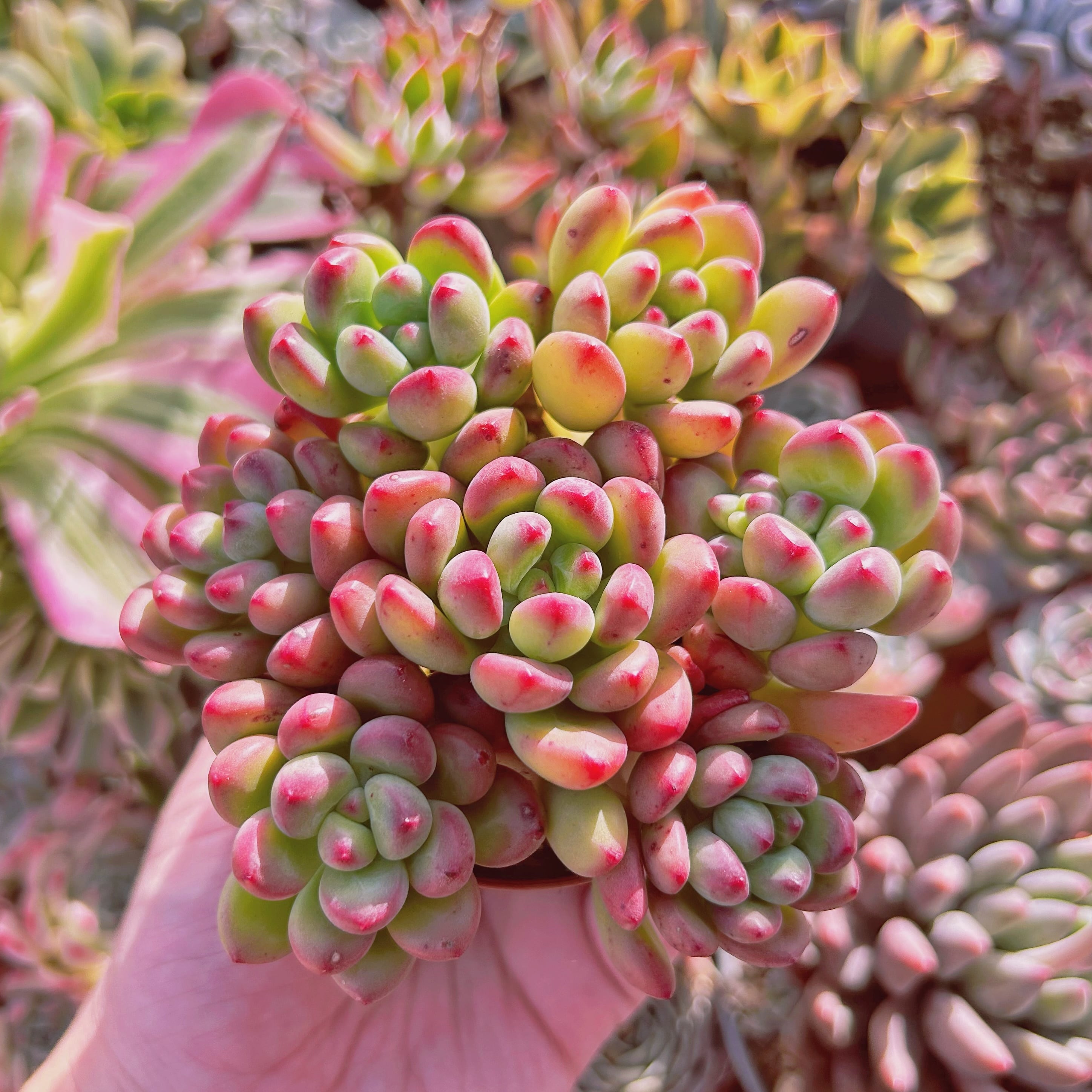 多肉植物　Sedum  新品種　トミーキャット　7頭　