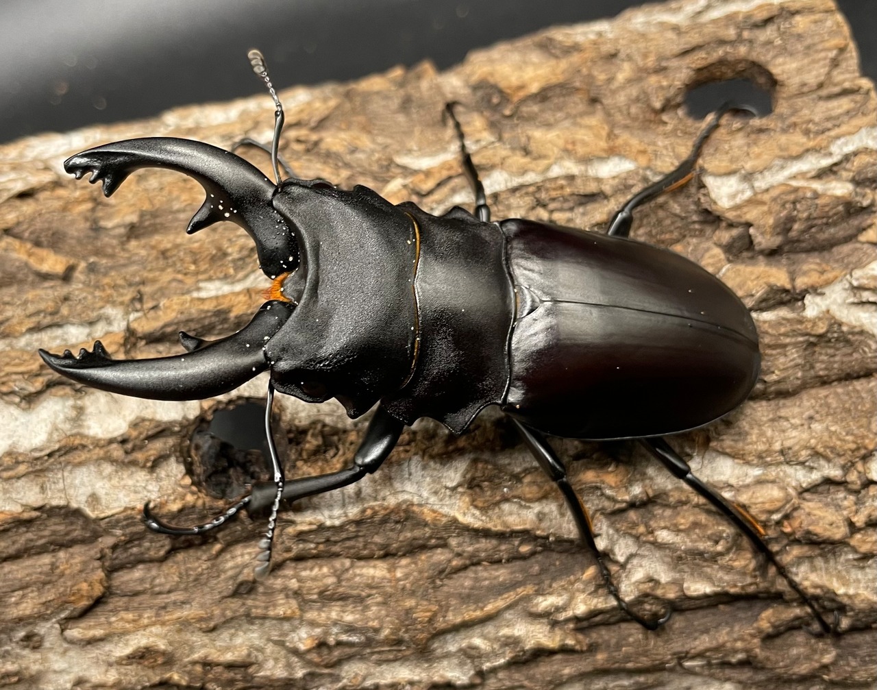 【WD】《アルケスツヤクワガタ 81mm A’品ペア》