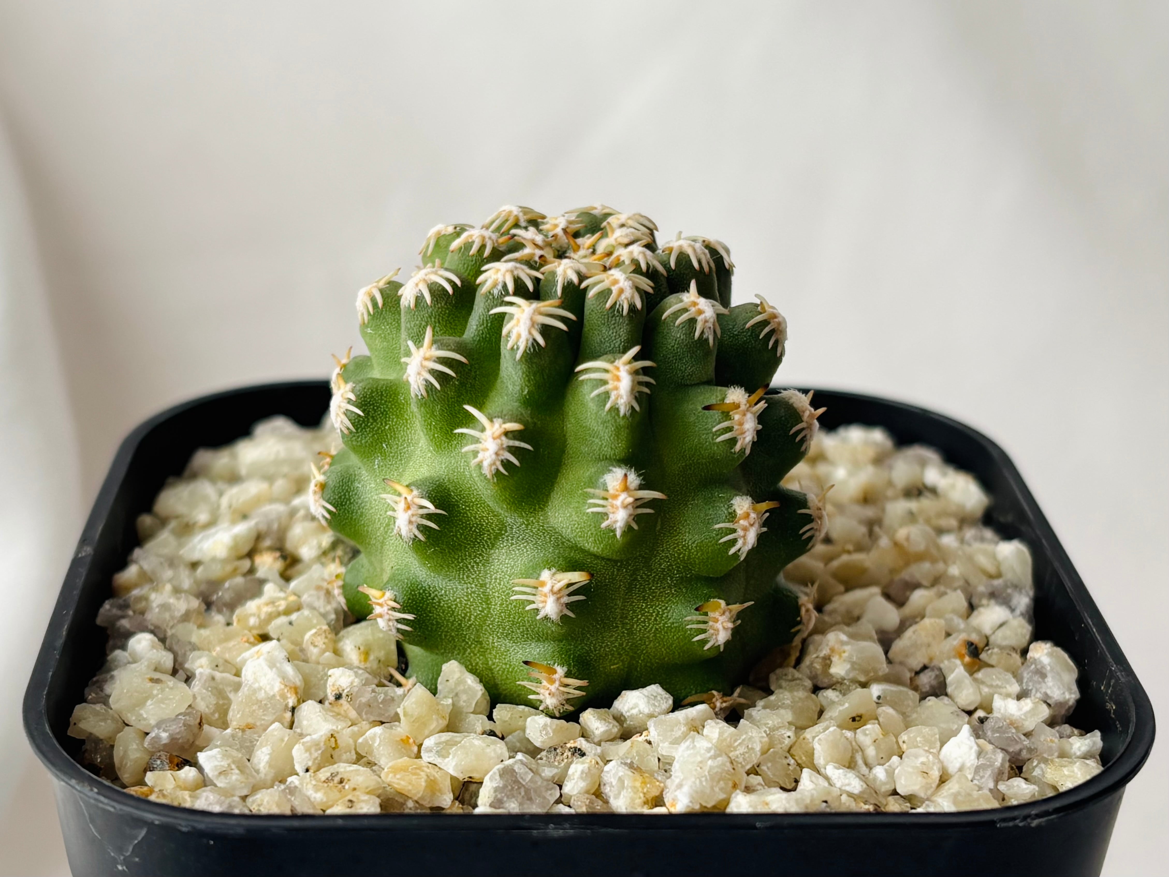 Pygmaeocereus bieblii ピグマエオケレウス ビーブリー サボテン
