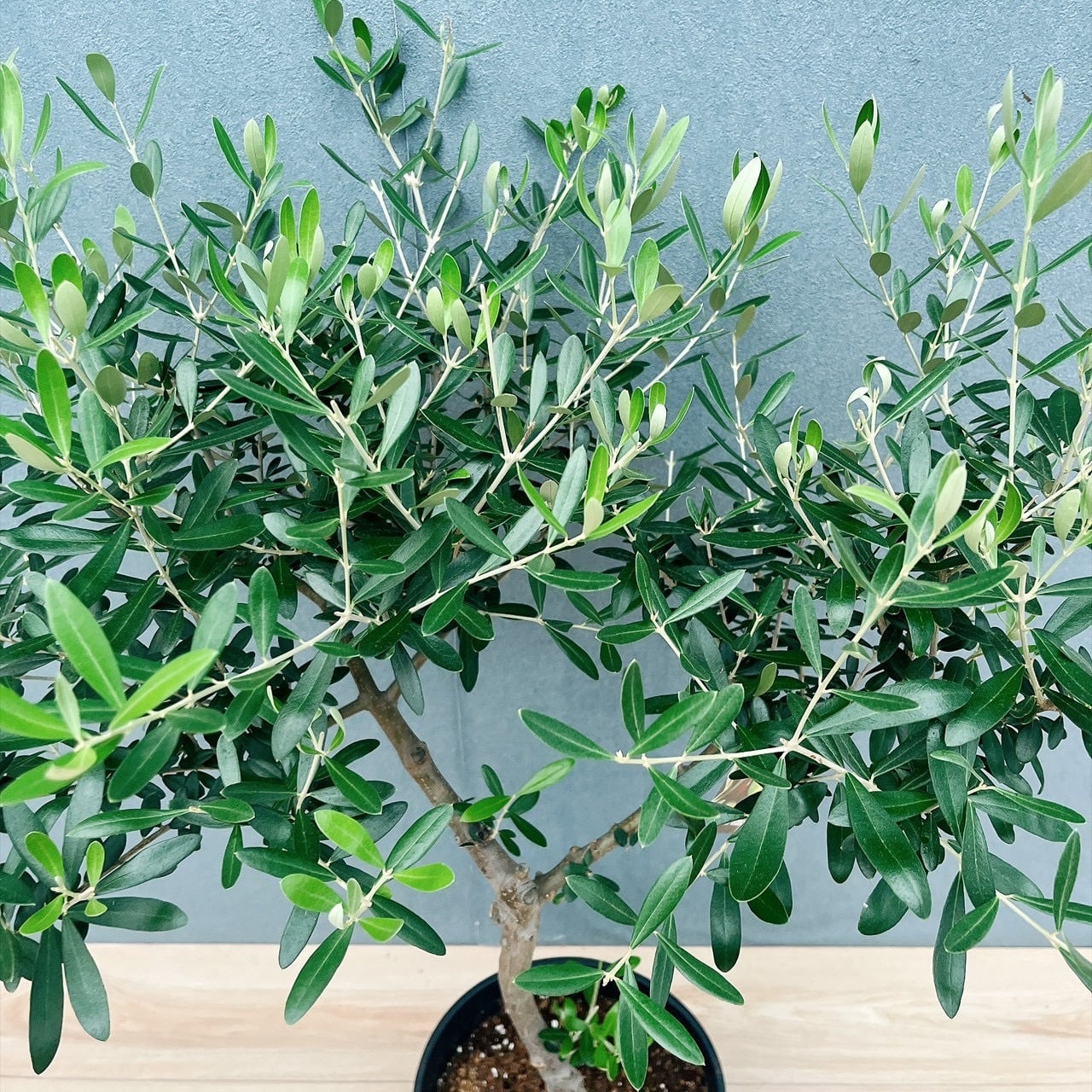現品］14番 創樹 オリーブ ネバディロブランコ 8号 観葉植物 大型 屋外