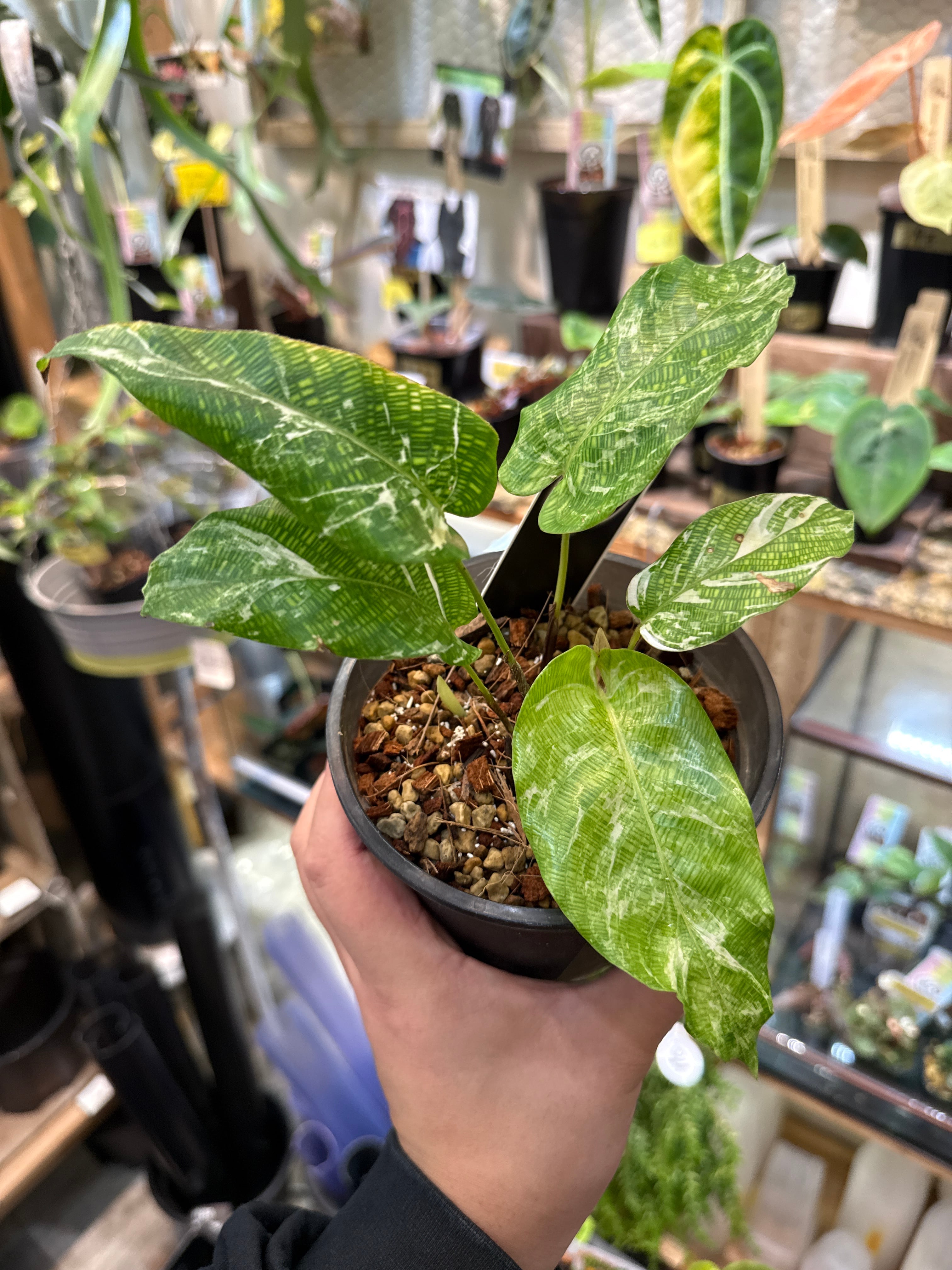 B カラテア ムサイカ斑入り | Gardenえん 【観葉熱帯植物】
