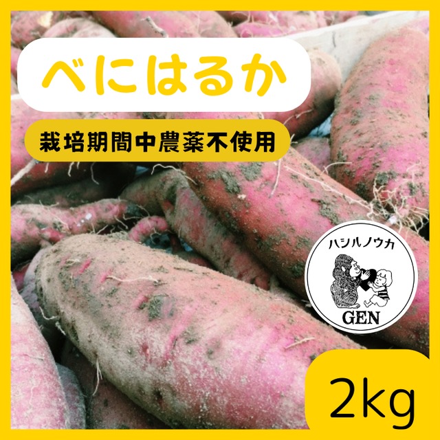 べにはるか(2kg）栽培期間中農薬不使用／熟成１ヵ月以上でお届け！(滋賀県産)・(さつまいも)・(土付き)