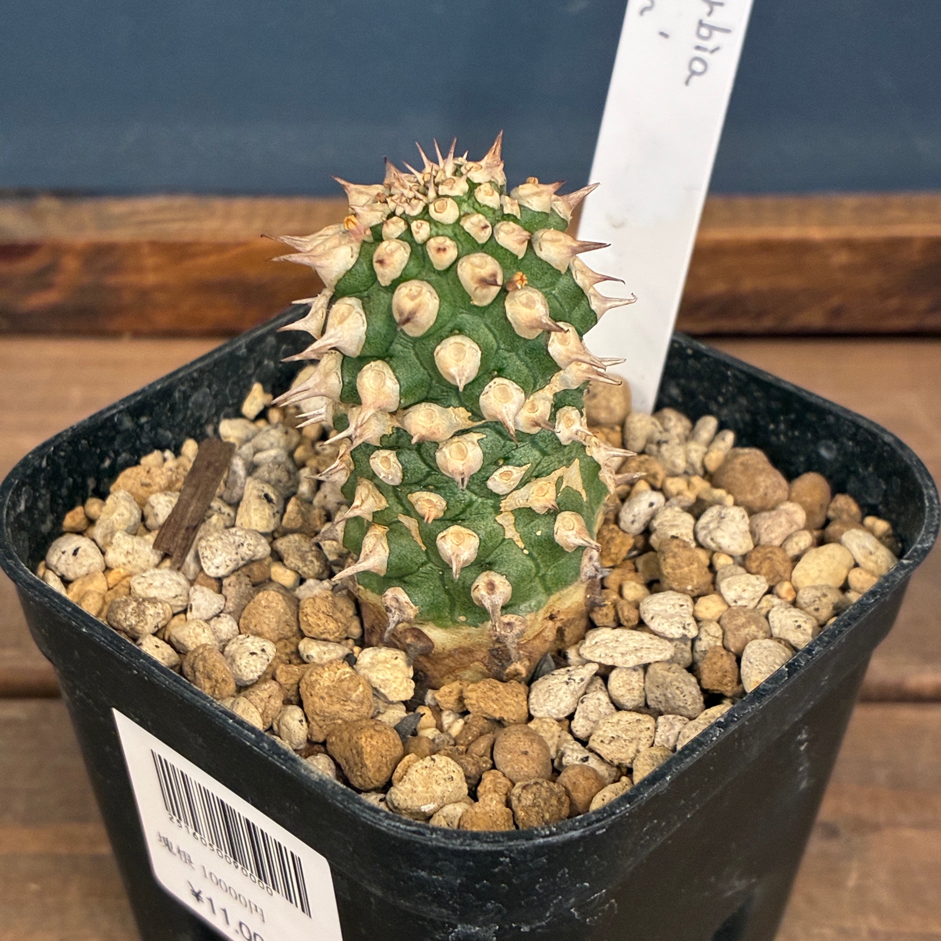 フペルジア ゴエベリー 青みがかったシルバーリーフ 観葉植物 室内 calm フペルジア ゴエベリー 青みがかったシルバーリーフ 観葉植物 室内