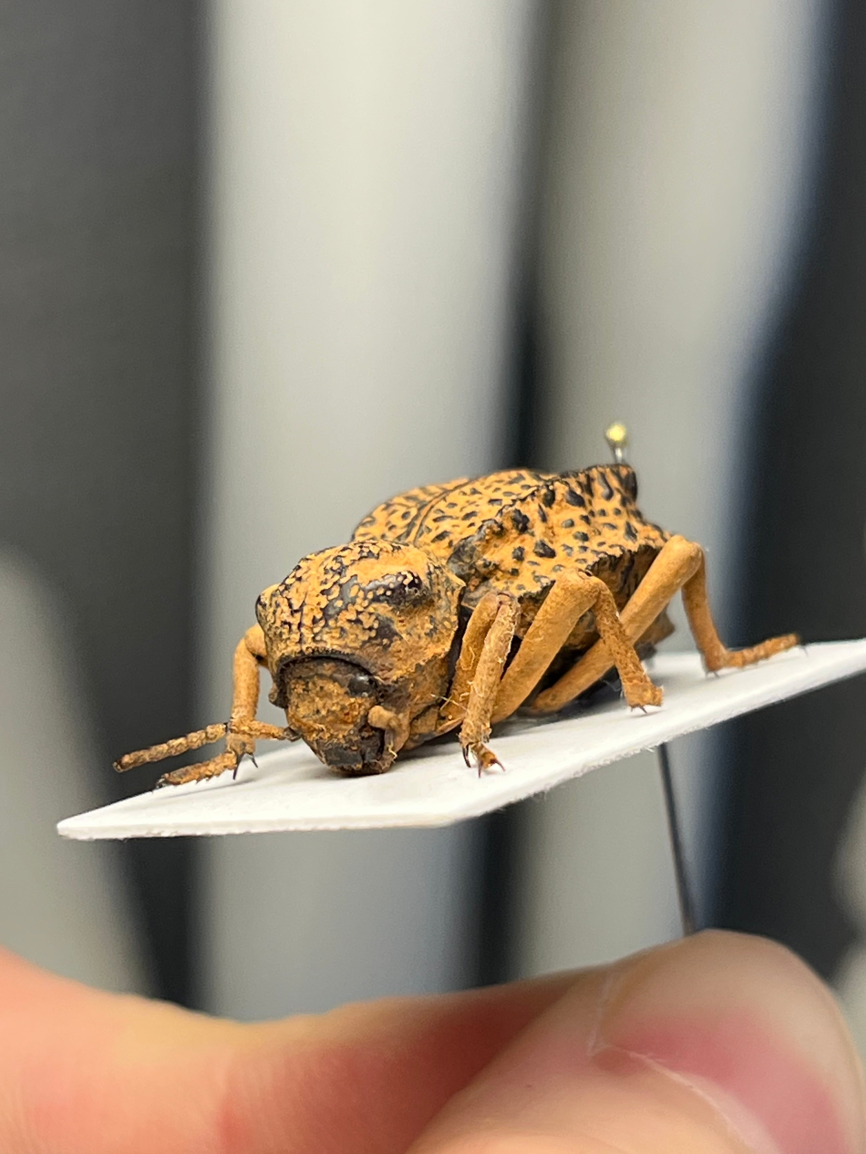 土遁土流壁を使ってきそうなケニアのゴミムシダマシ 標本 キリアツメ