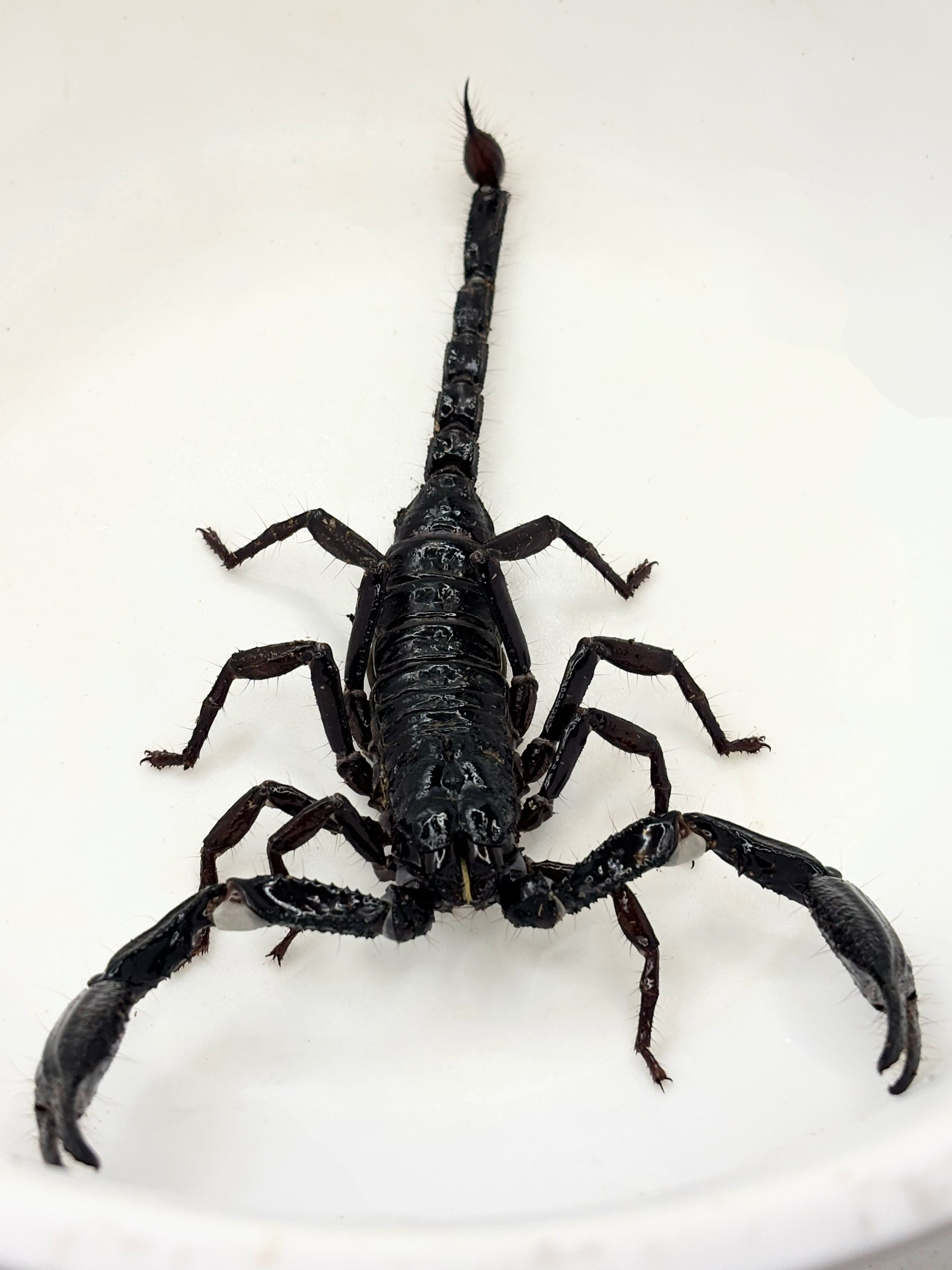 ロングクロースコーピオン♂⑥ 1匹 | まるころ商店〜まるくてころころ