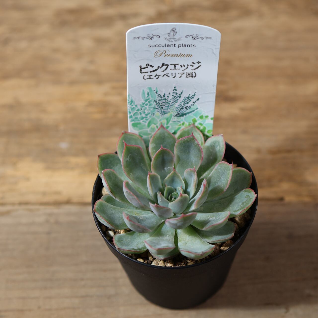 815『エケベリア選べる2点セット』観葉植物【送料無料】 | MARX PLANTS
