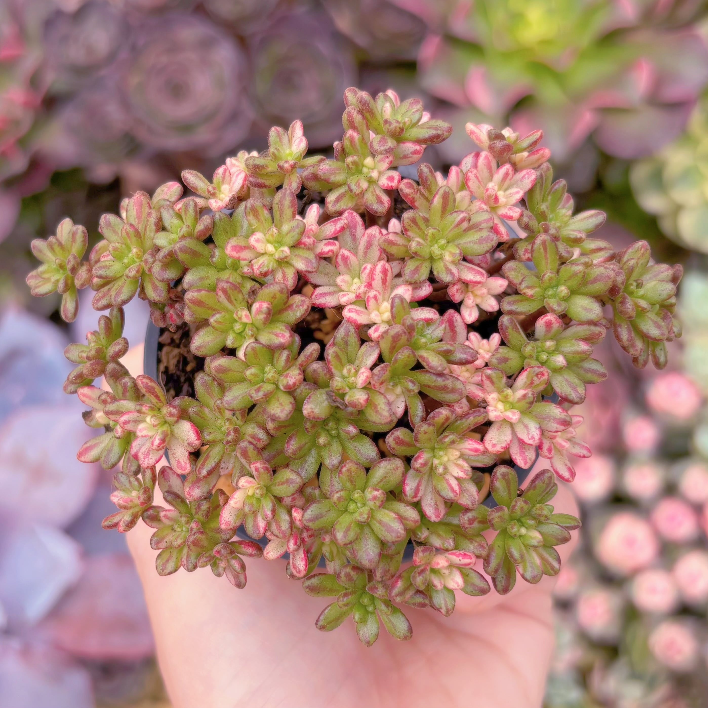 現品　小人の祭り錦#F070　群生　るる農園