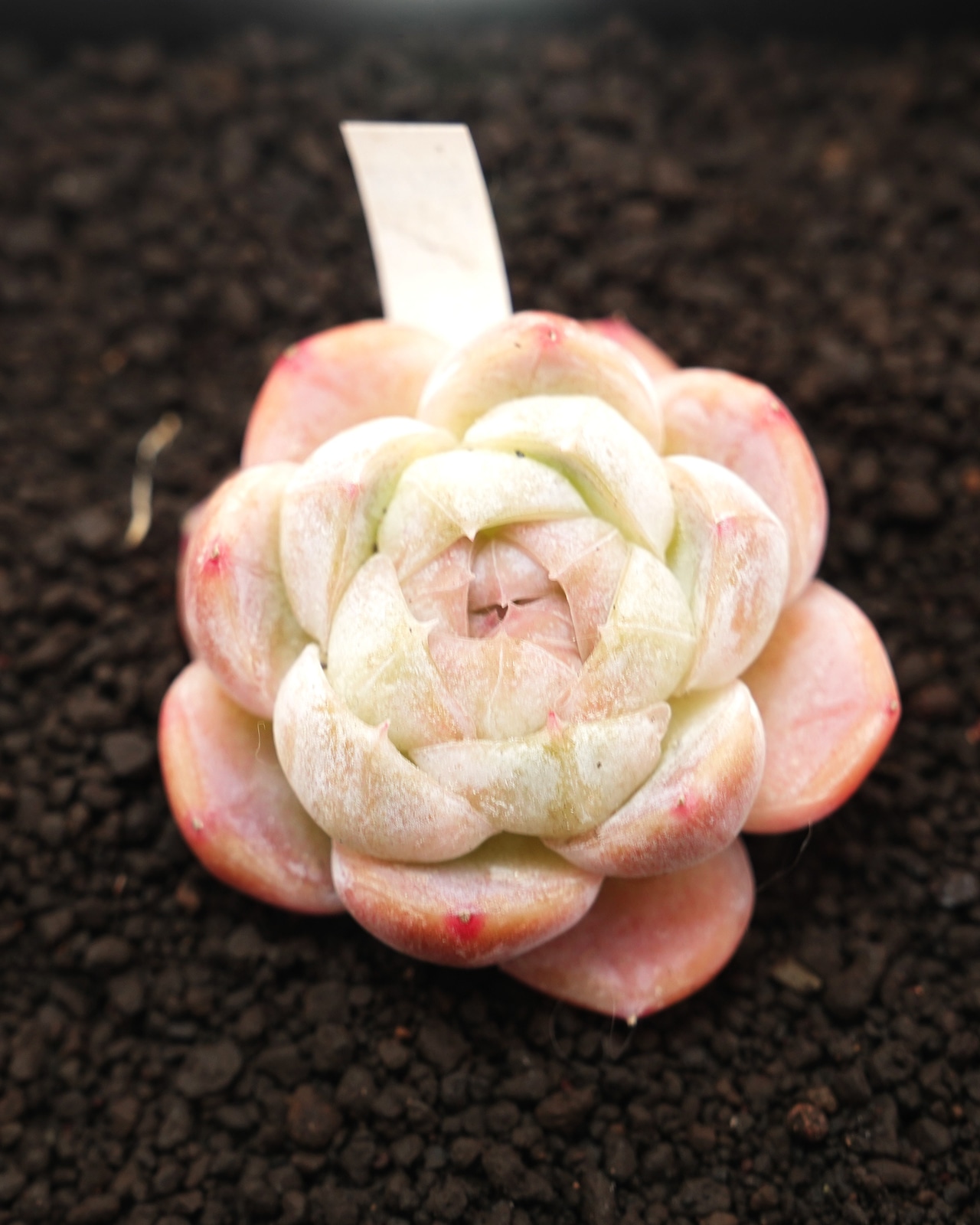 カット苗 マキアート Echeveria 'Macchiato'