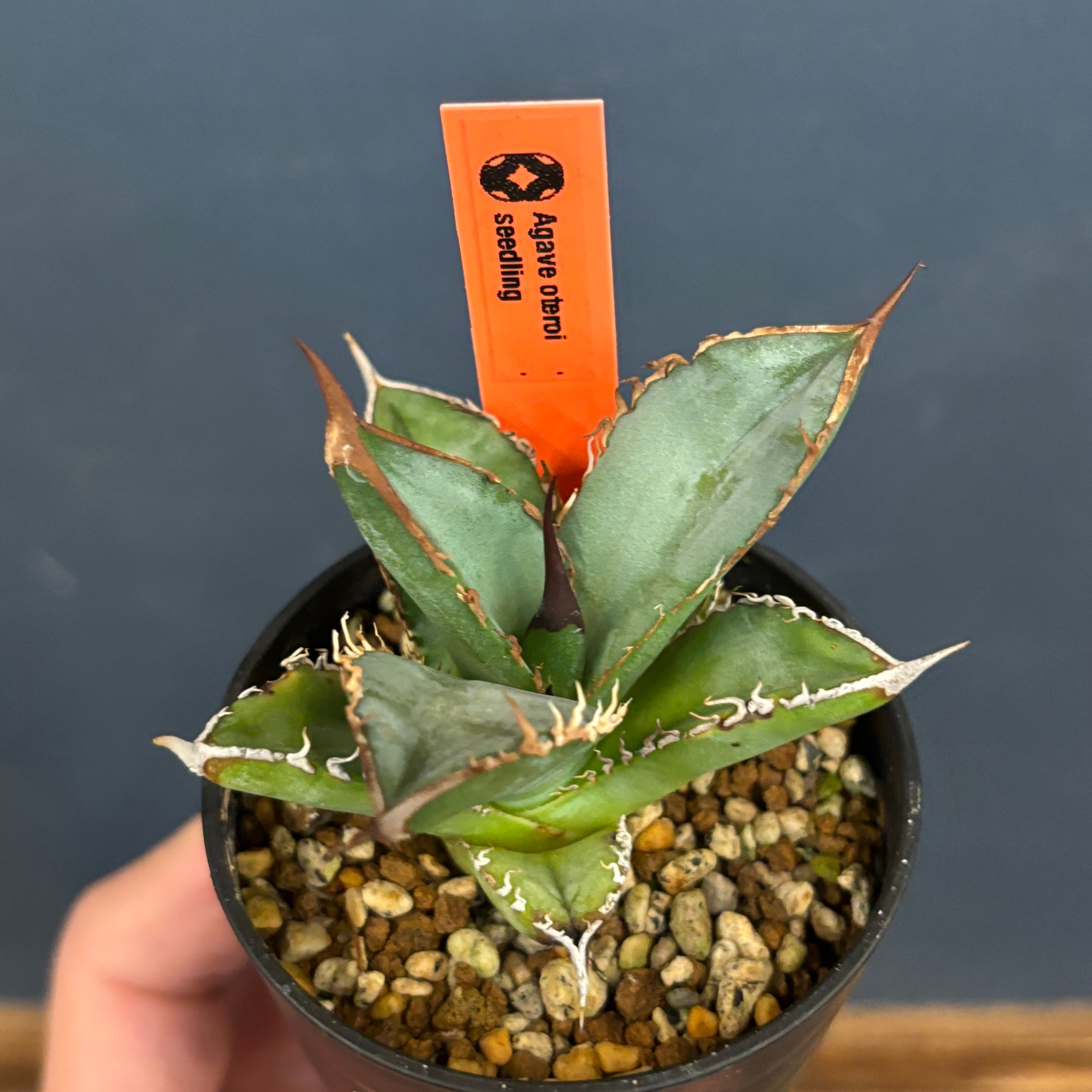 アガベ オテロイ 実生【229】 | PROTOLEAF プロトリーフ