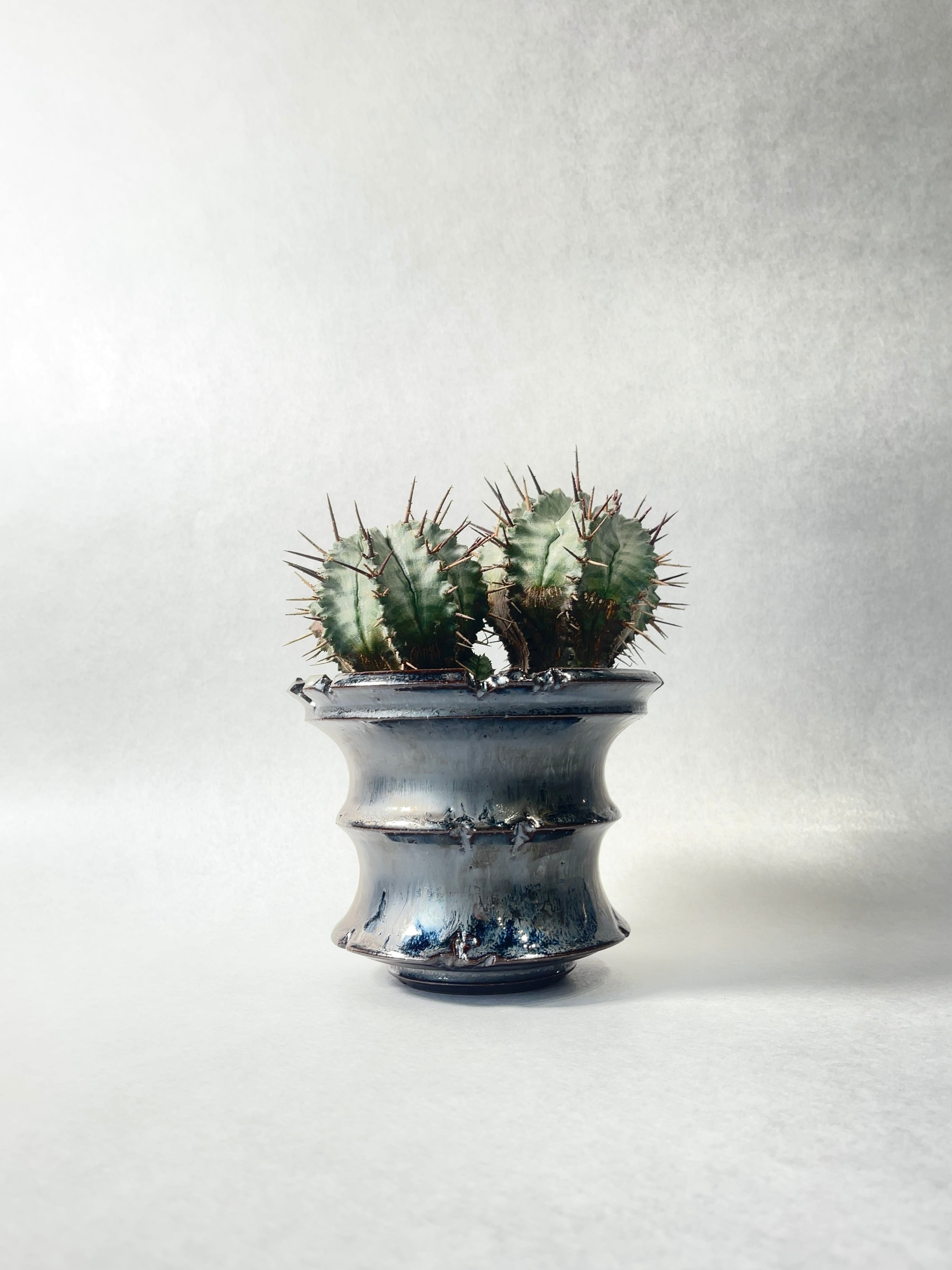 ユーフォルビア　ホリダ　RS202 ① ユーフォルビア・ホリダ（Euphorbia horrida）の紹介・育て方