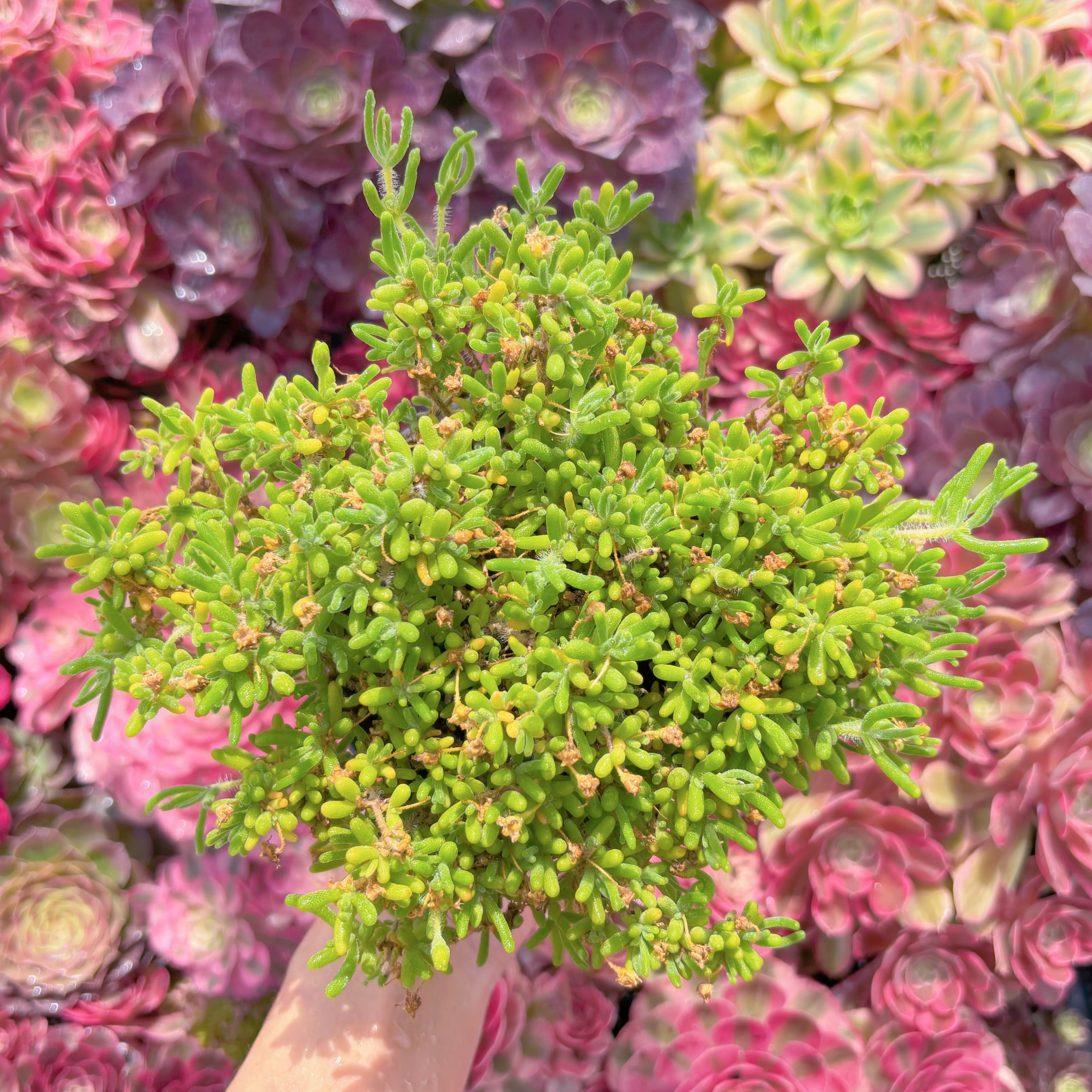 多肉植物　蛍光兎　大群生　新入荷　るる農園
