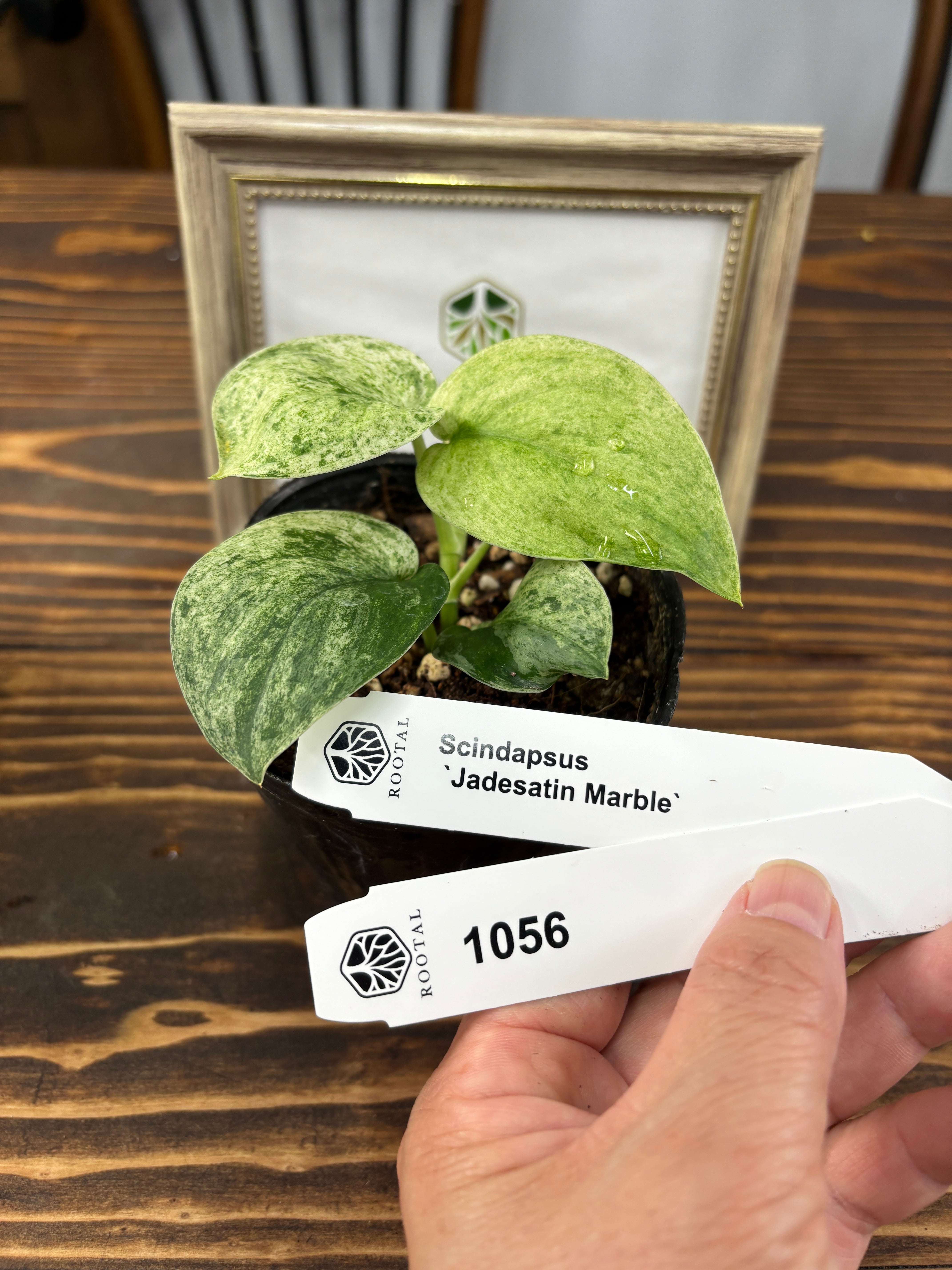 ★1056【超レア】スキンダプサス ジェイドサティン マーブル(3号ポット)