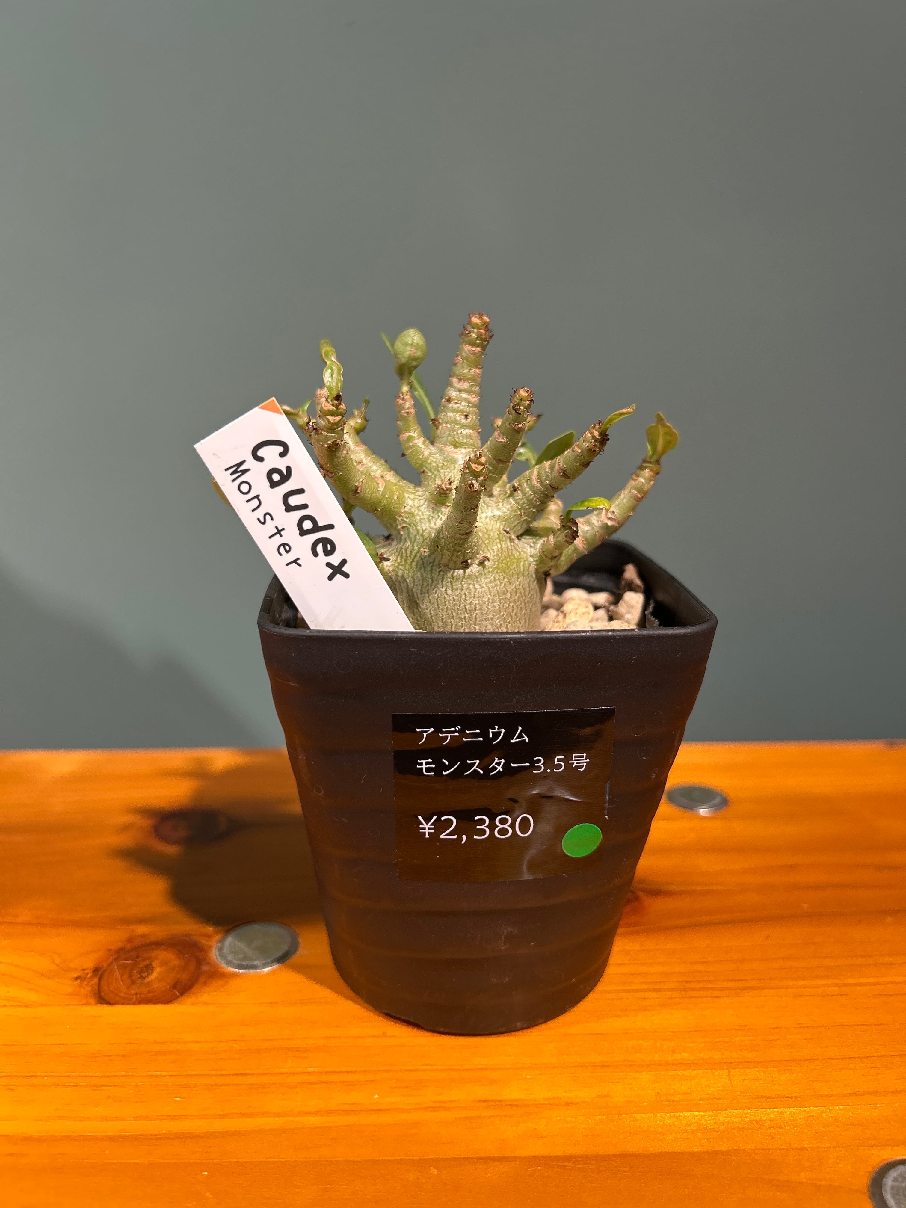 アデニウム モンスター3.5号 | 植物との暮らし apricot