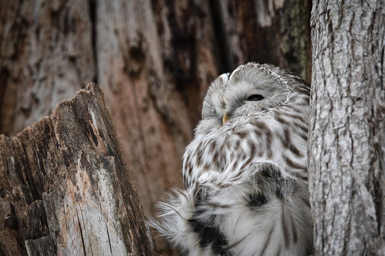 写真データ『エゾフクロウ』Lサイズ