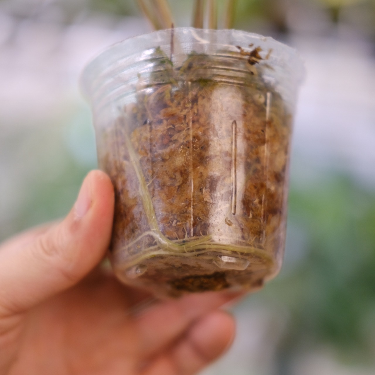 アロカシア バンビーノ イエロー / Alocasia bambino variegated 'Yellow'⑤ / 観葉植物