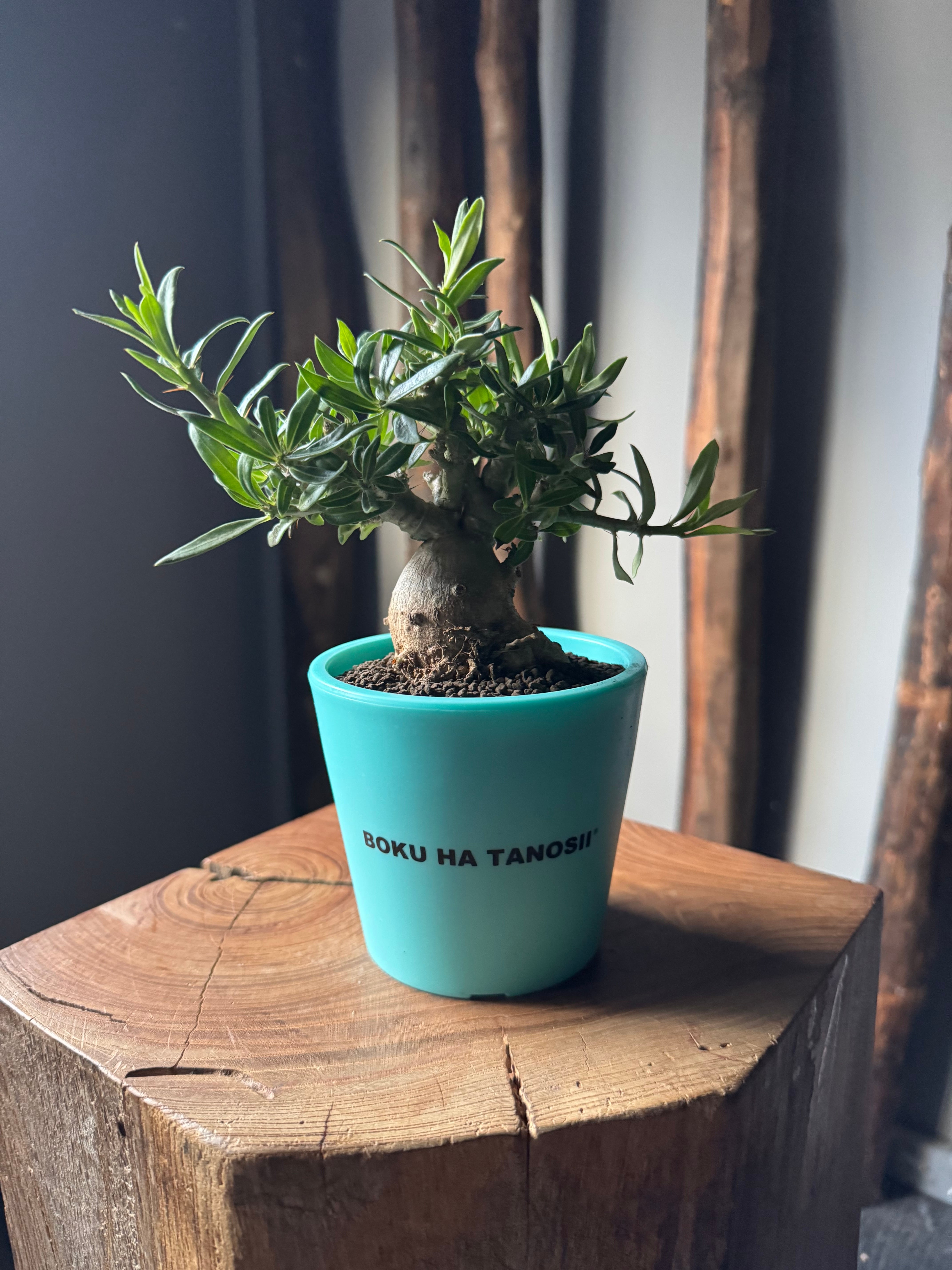 【新作】パキポディウム ビスピノーサム × ボクタノ鉢【BOKU HA TANOSII】