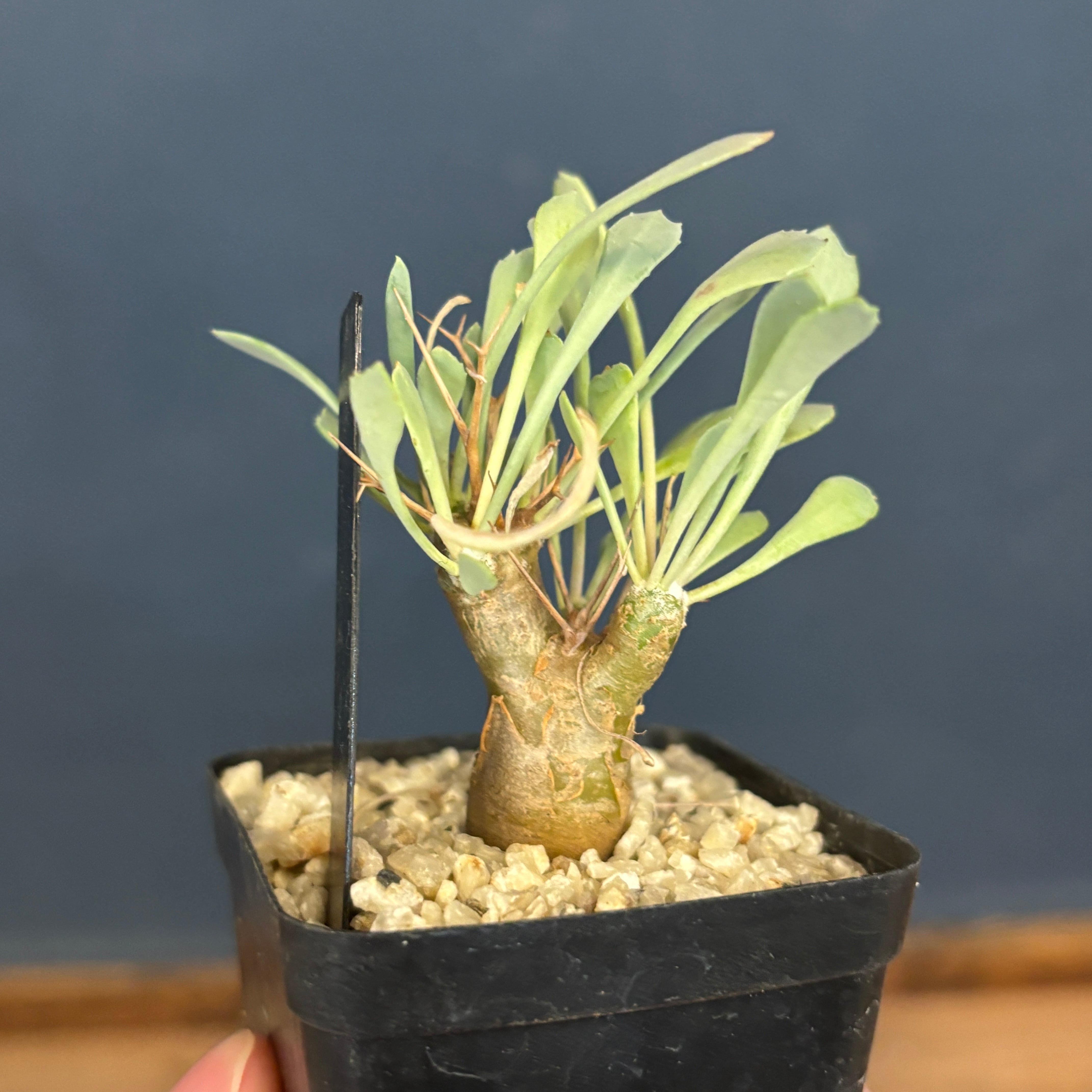 オトンナ ユーフォルビオイデス【1086】 | PROTOLEAF プロトリーフ