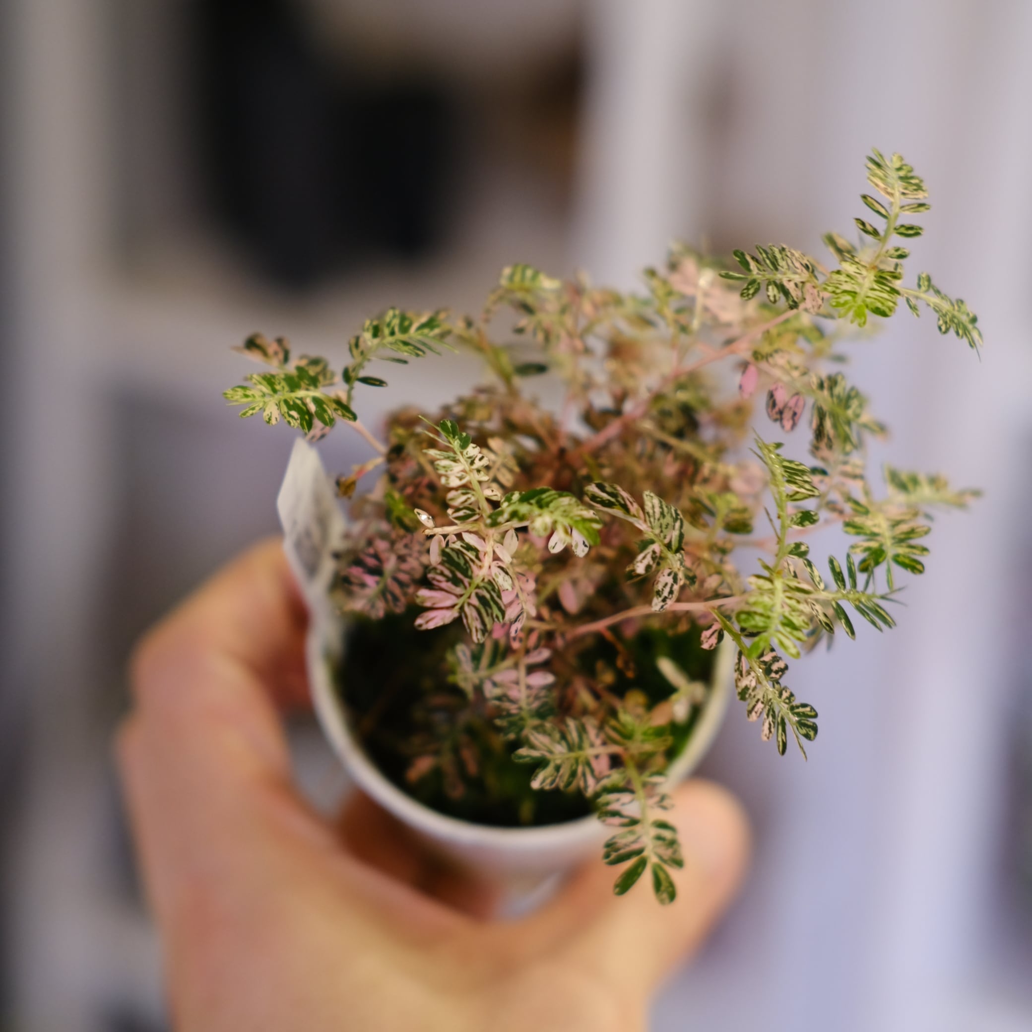 Phyllanthus urinaria 'Pink Variegated'│フィランサス・ウリナリア