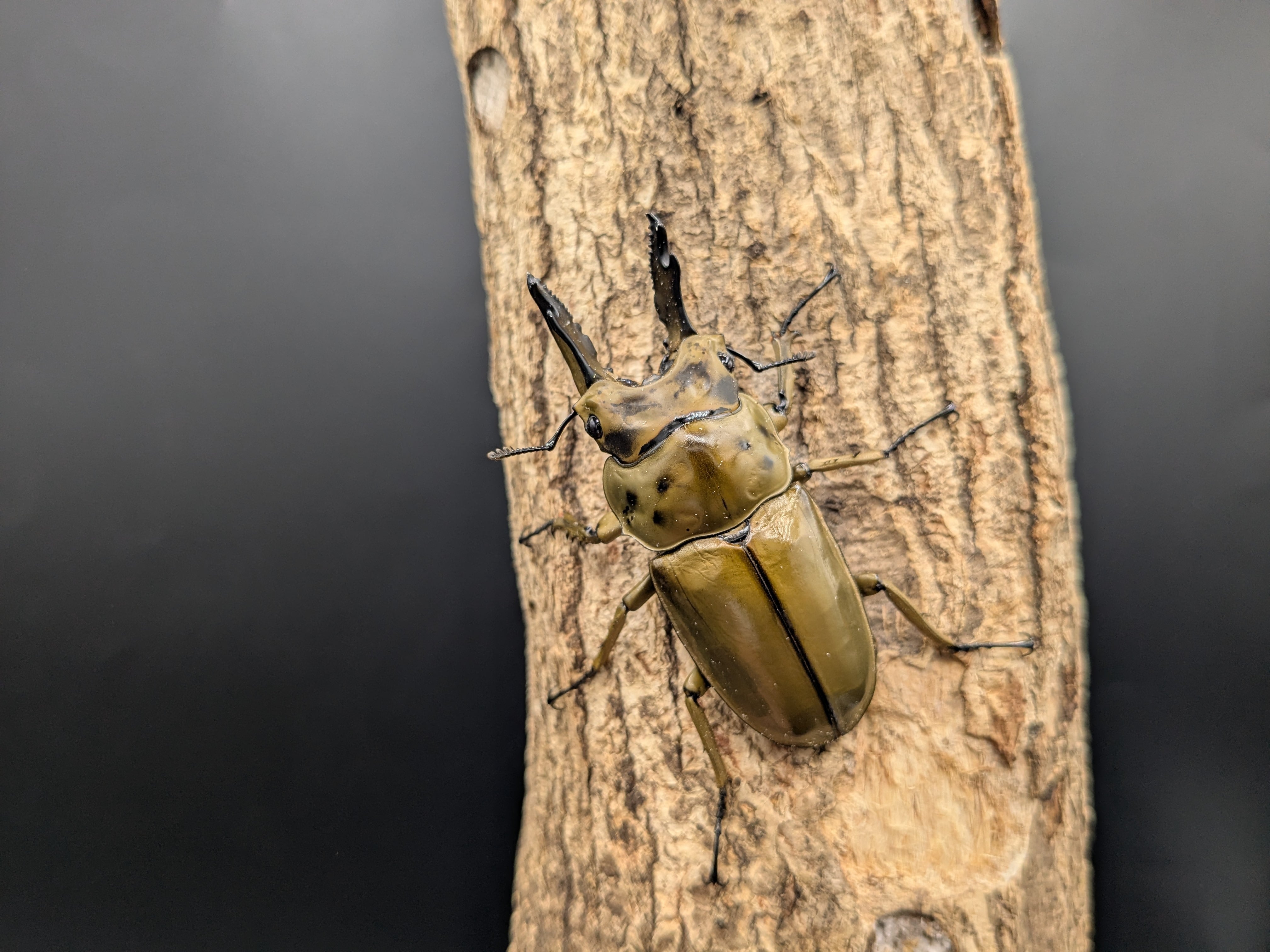ババオウゴンオニ ♂65mm♀45mmペア