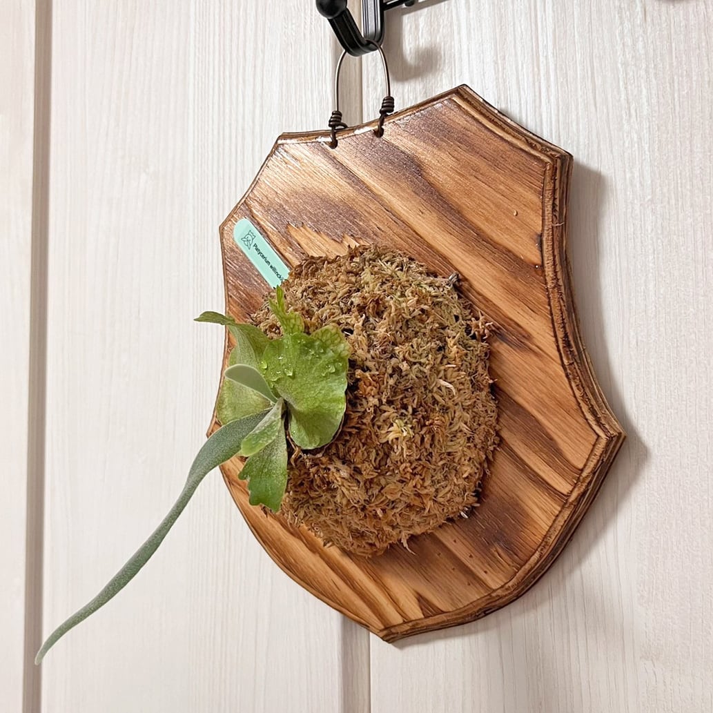ビカクシダ ウィリンキー 板付 【観葉植物 室内 コウモリラン