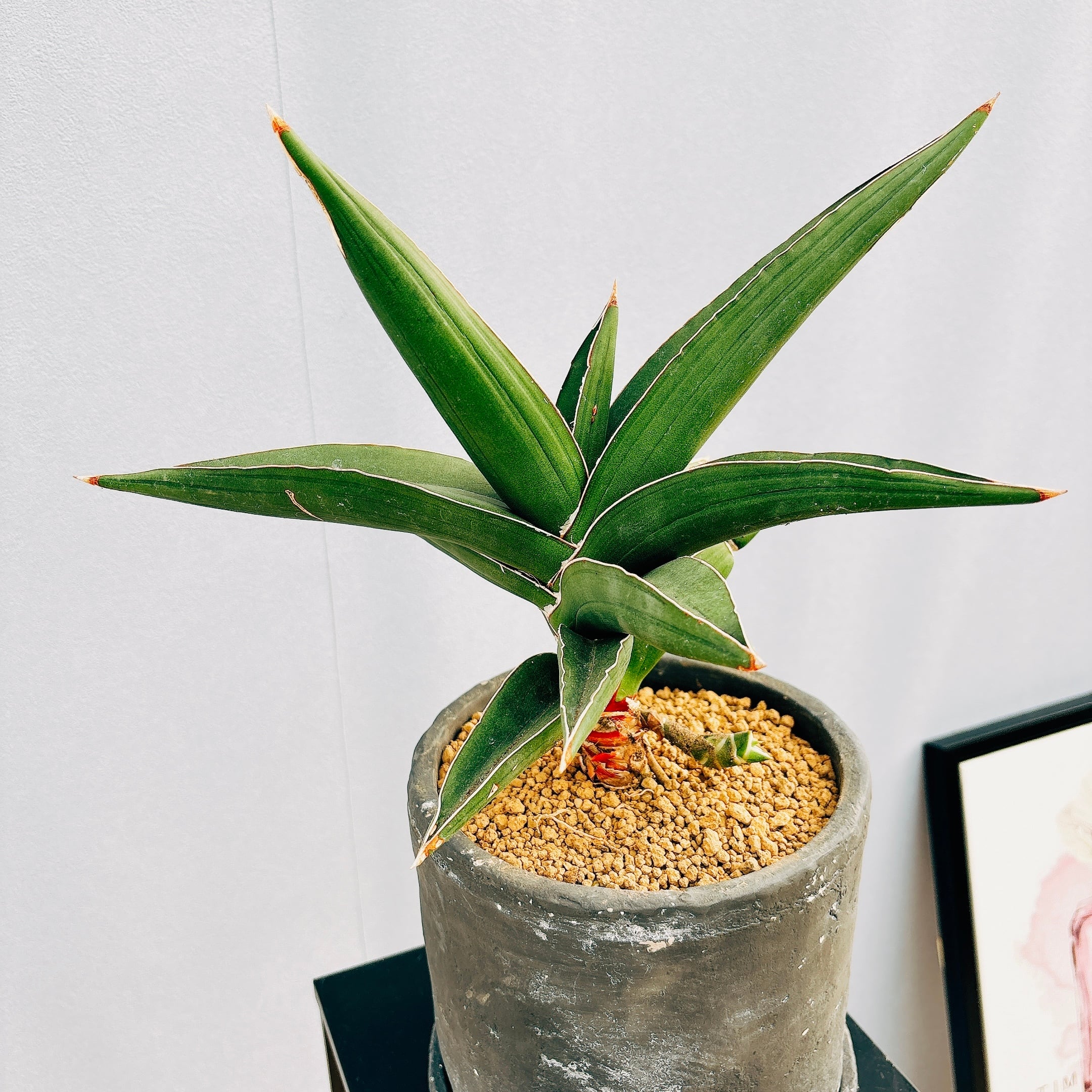 ⑤ 中 サンスベリア ロリダ 斑入り ベアルート 【公式通販】