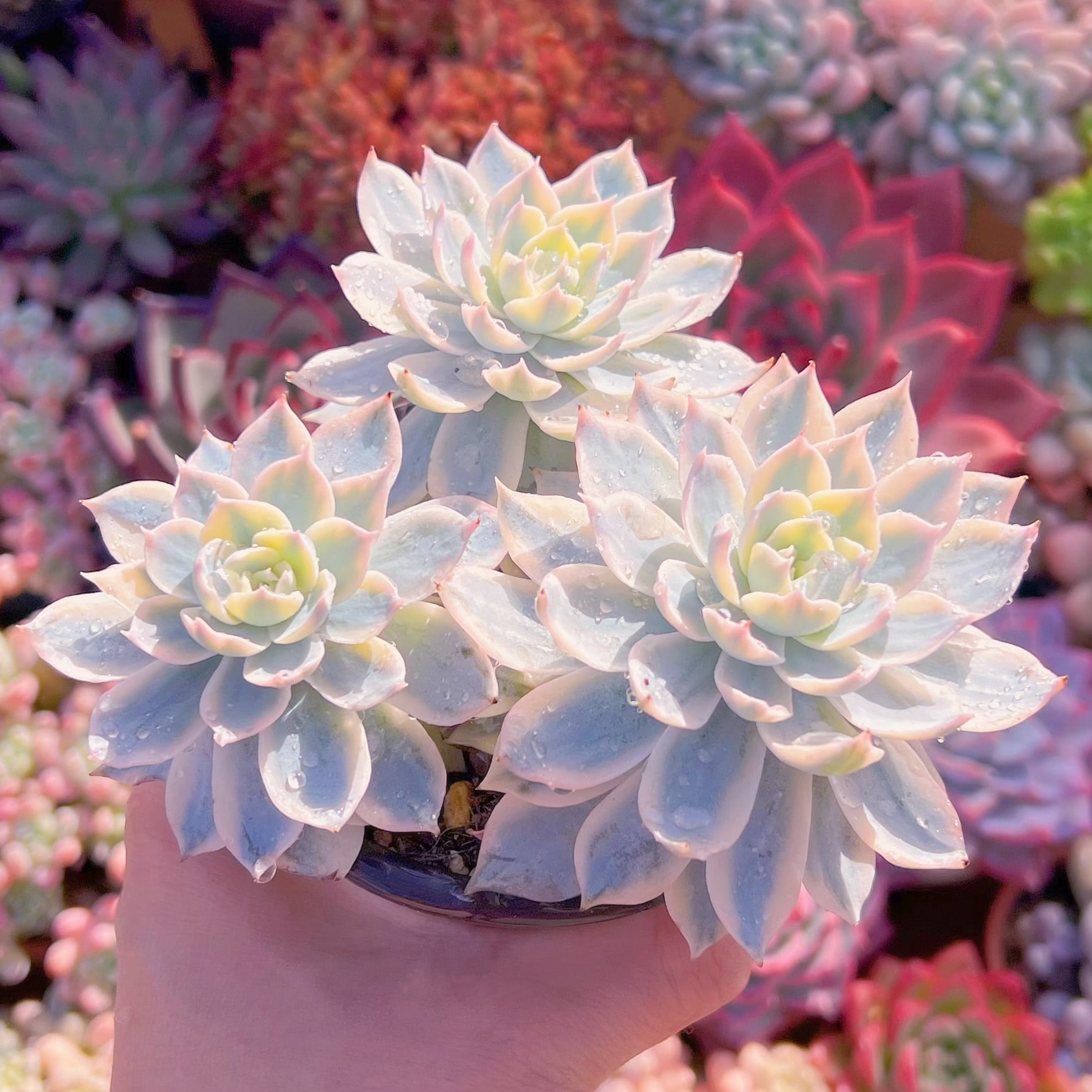 多肉植物　サブセリス錦(3頭～)　群生　るる農園