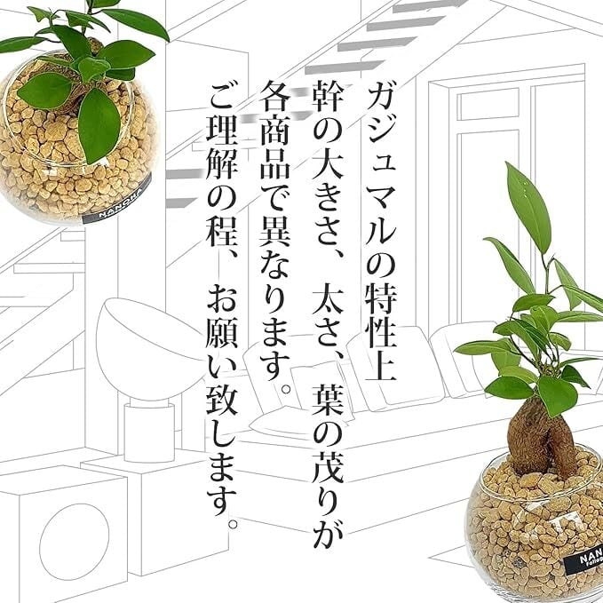 ✨✨✨superガジュマル【ジブリの世界】検/オキナワガジュマル ✨✨✨superガジュマル【ジブリの世界】検/オキナワガジュマル