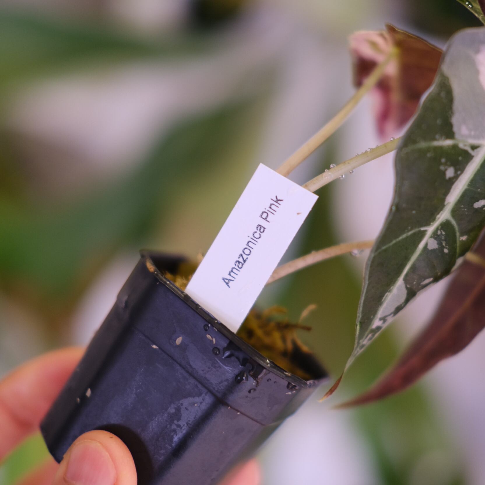 Alocasia Amazonica Polly Pink varigated②│アロカシア アマゾニカ