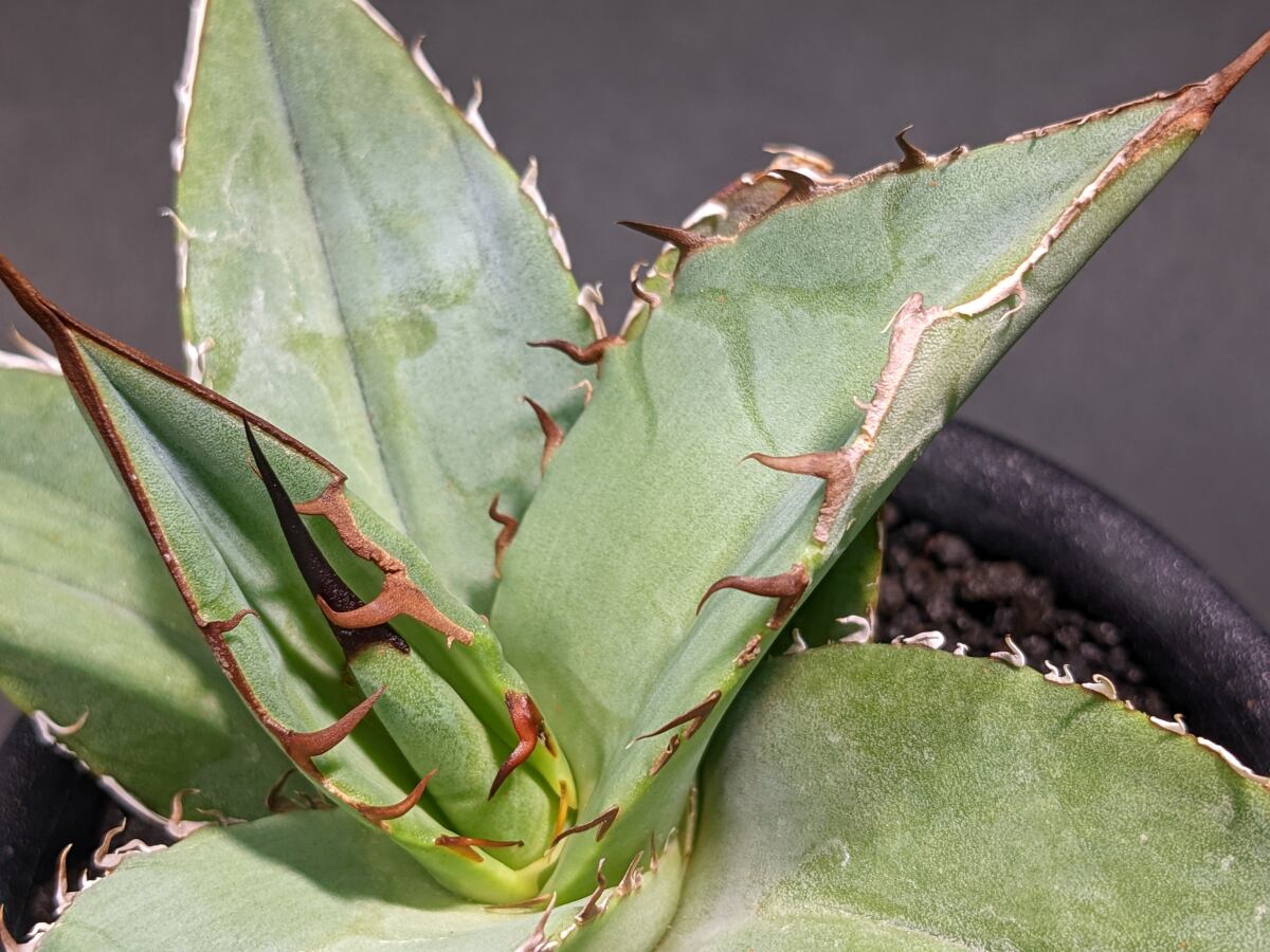 Agave Titanota アガベ チタノタ サボテンと多肉植物の店 サイベリア