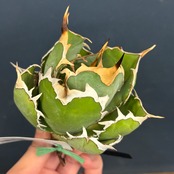 アガベ チタノタ ドラゴンクロー【771】