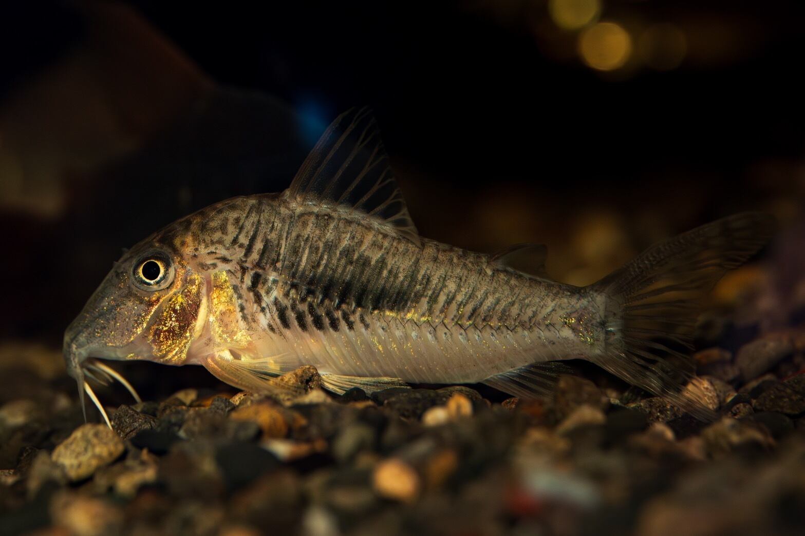 WILD コリドラスsp.ロンドニアⅦ（ロングノーズエスメラルダ） | AquaFocus