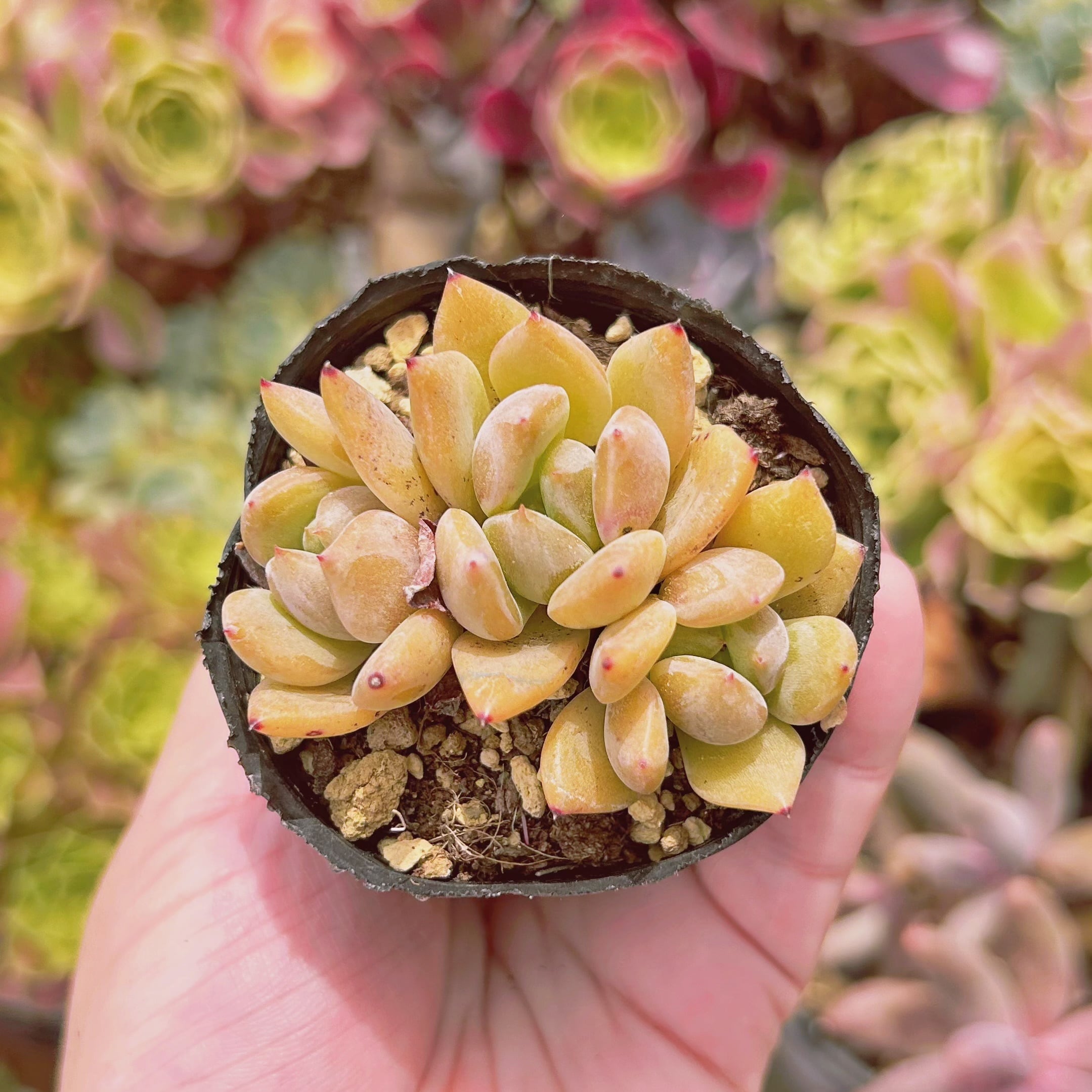 多肉植物　シャネルモンロー　2～3頭　抜き苗