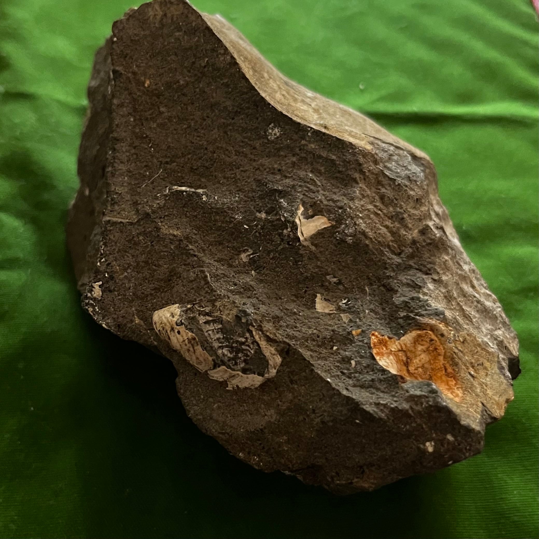 北海道の化石】ヨコヤマオセラス 北海道中川郡中川町産出 | YMS STONE SHOP