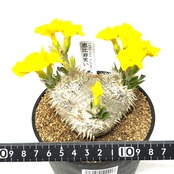 パキポディウム ブレビカウレ(恵比寿笑い)【743】