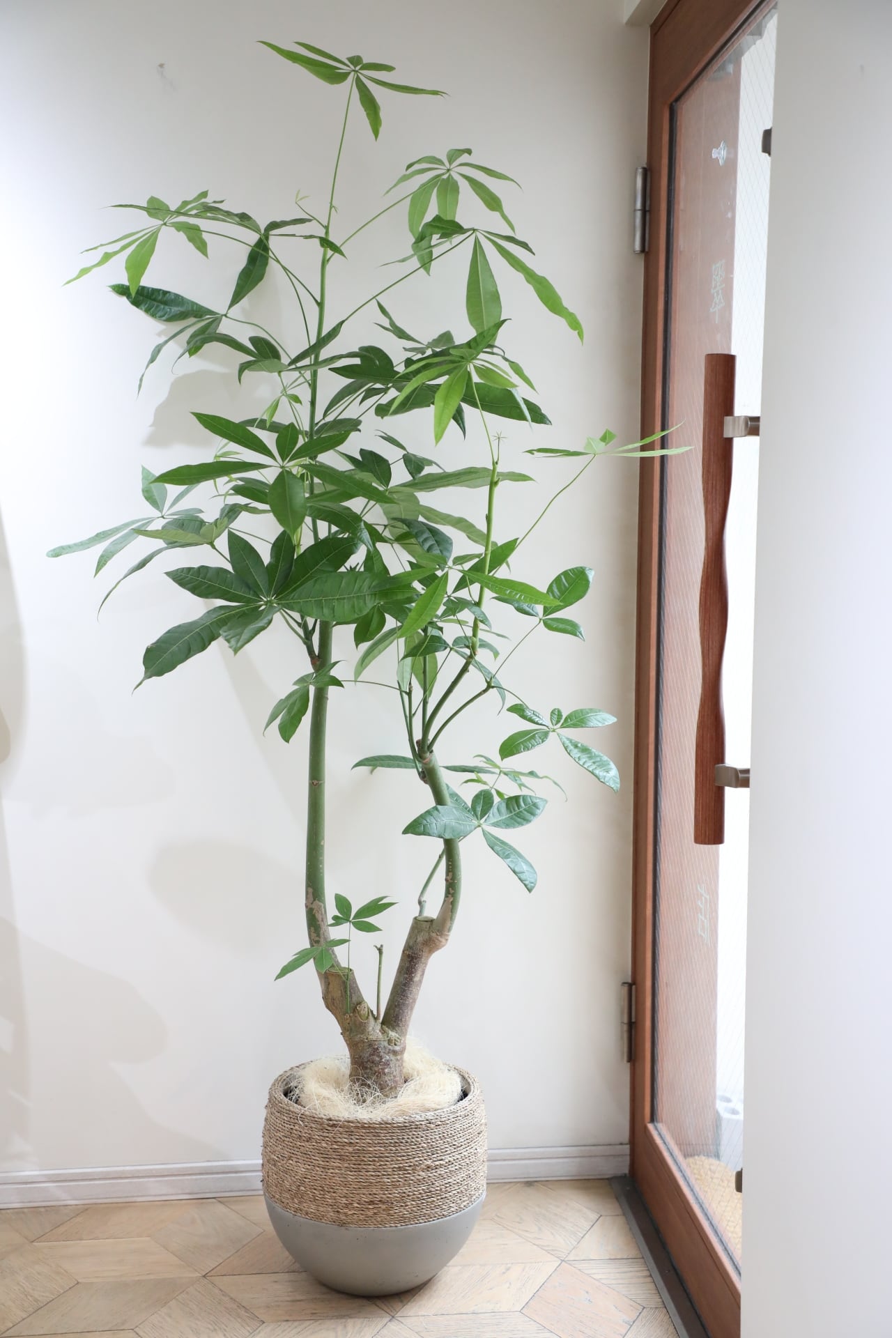パキラ　個性派 L/170cm】パキラ/Pachira glabra | 【厳選植物・器】MIDORI DOUMEI 翠