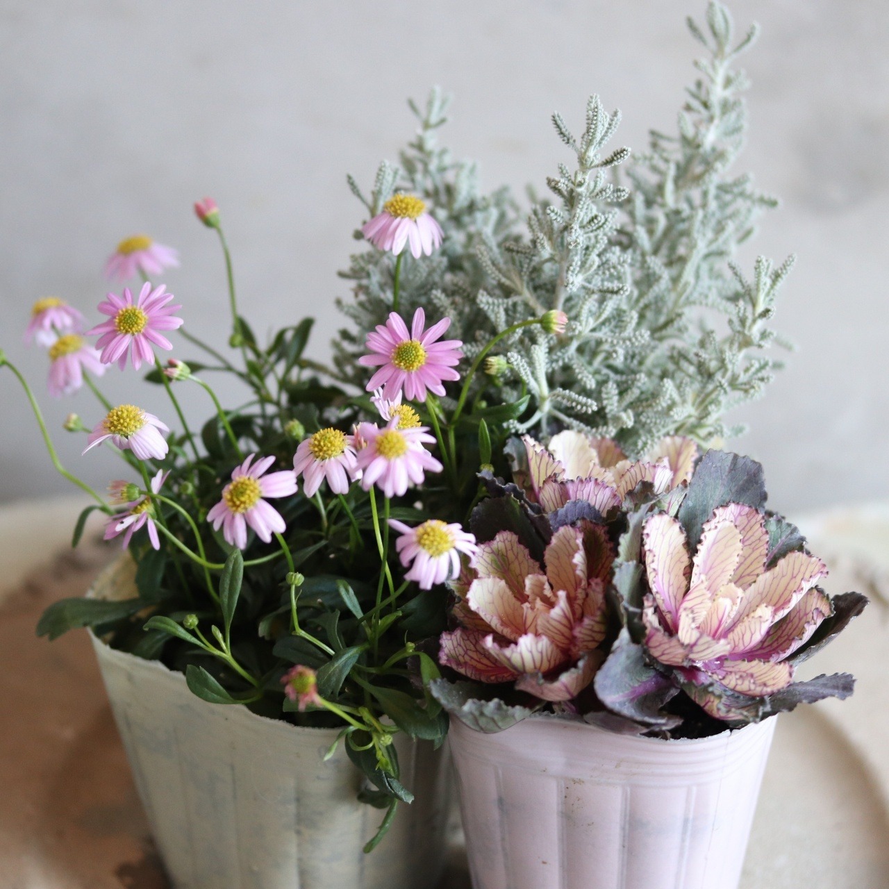 ブラキカム　パシフィックアイランド　ピンク　よく咲くお花　野原のような寄せ植え　自然な感じ　白いお花　寄せ植えにオススメ　宿根草、爽やかな寄せ植えに