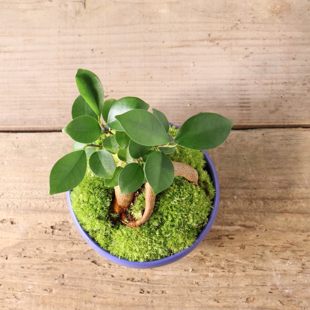 ガジュマルミニ盆栽 楽天市場】『ガジュマル 盆栽仕立て』Ficus microcarpa 6号鉢 ミニ観葉