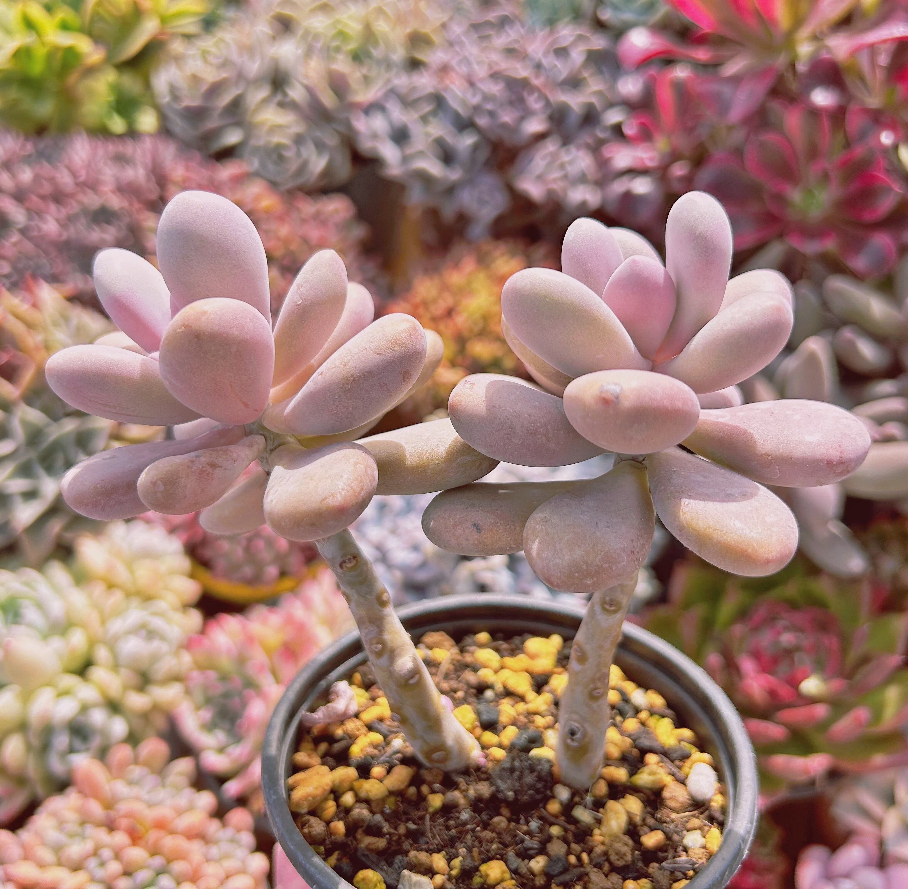 756現物 多肉植物 達磨アメジスチヌム 特大 抜き苗 | るる農園~多肉