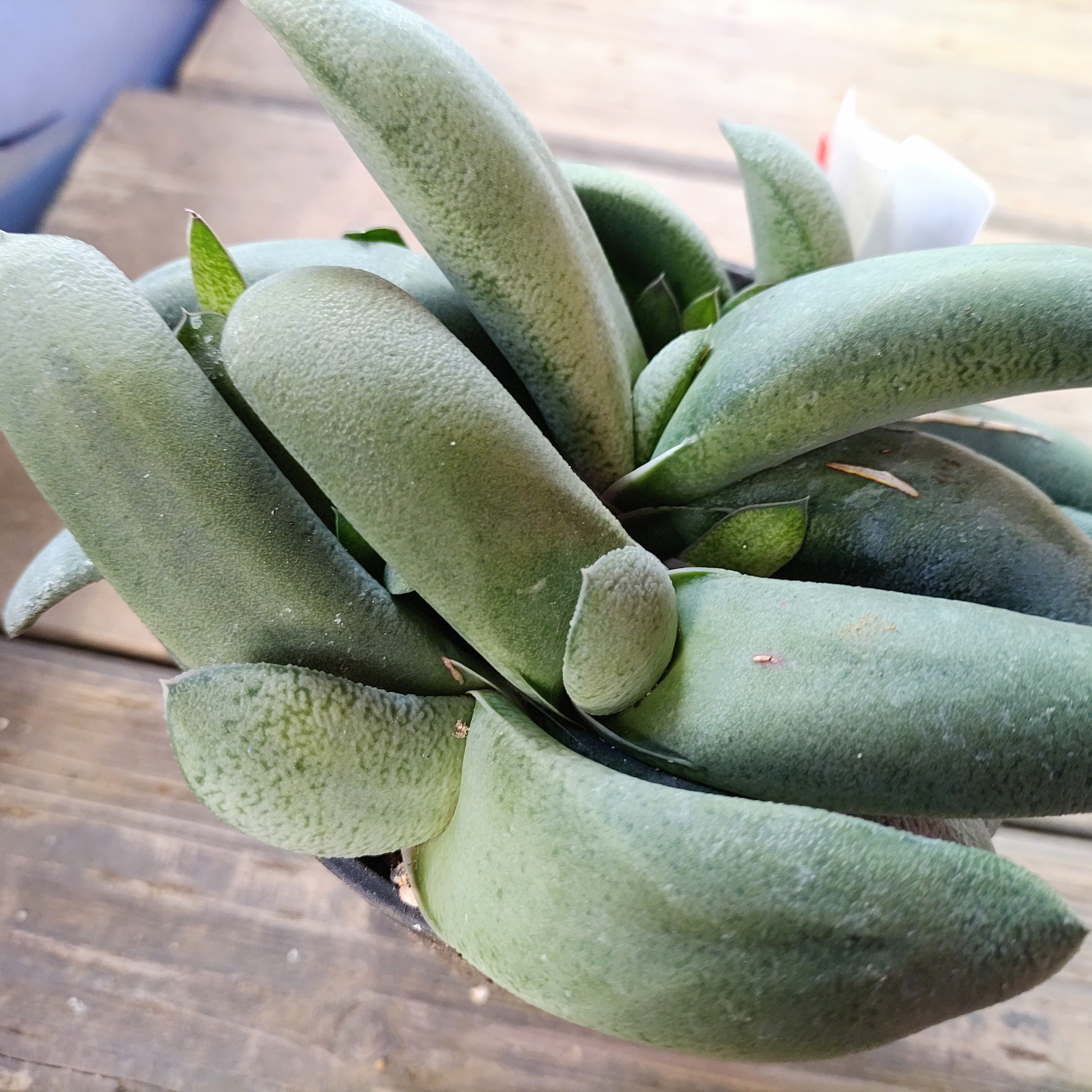 T）白雪姫（ガステリア） | RuPo 多肉植物専門店