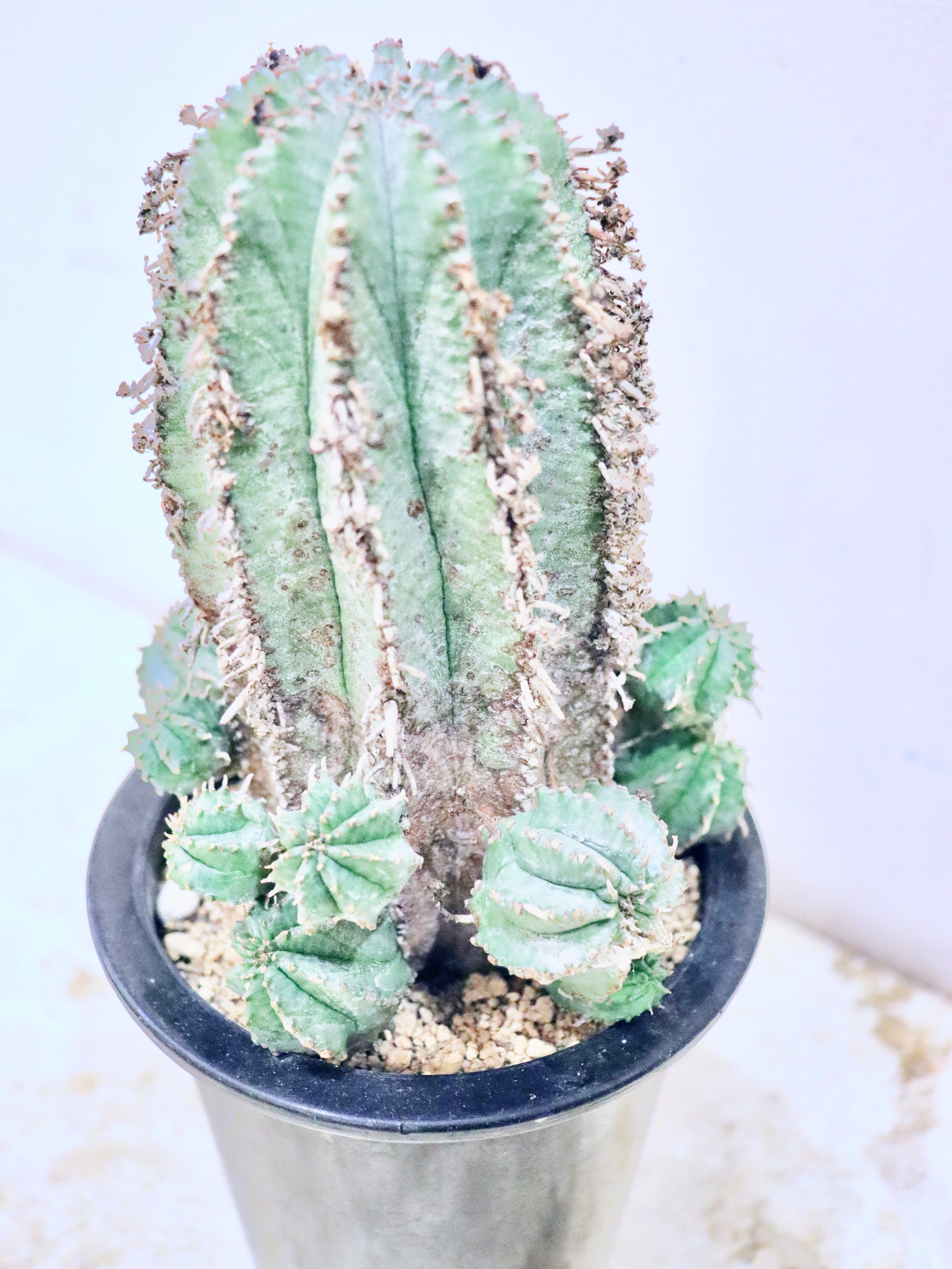 ユーフォルビア・ホリダ（HYB）｜観葉植物 | GREENS FOR GOOD公式