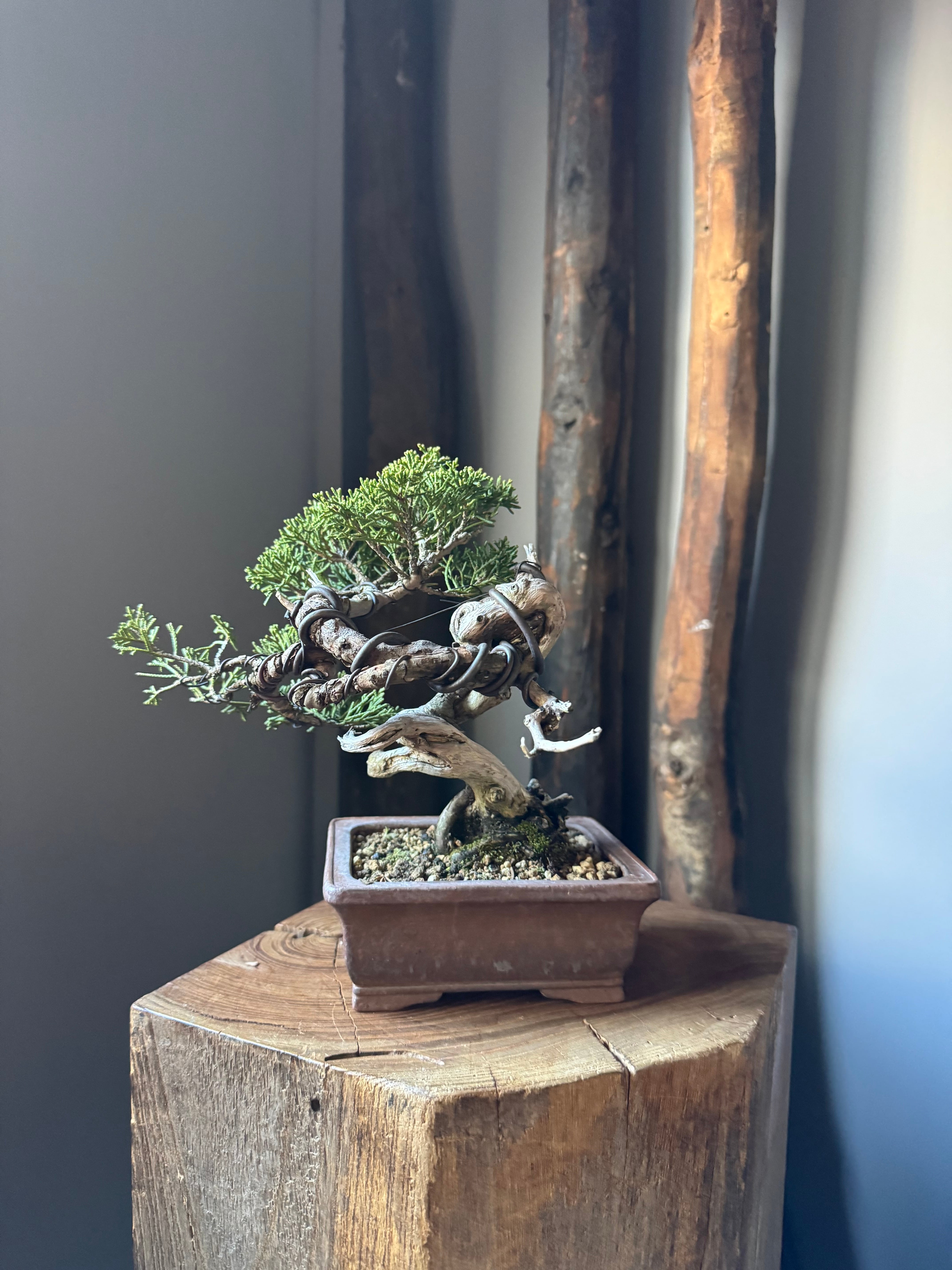 【新作】糸魚川真柏【極上の盆栽】