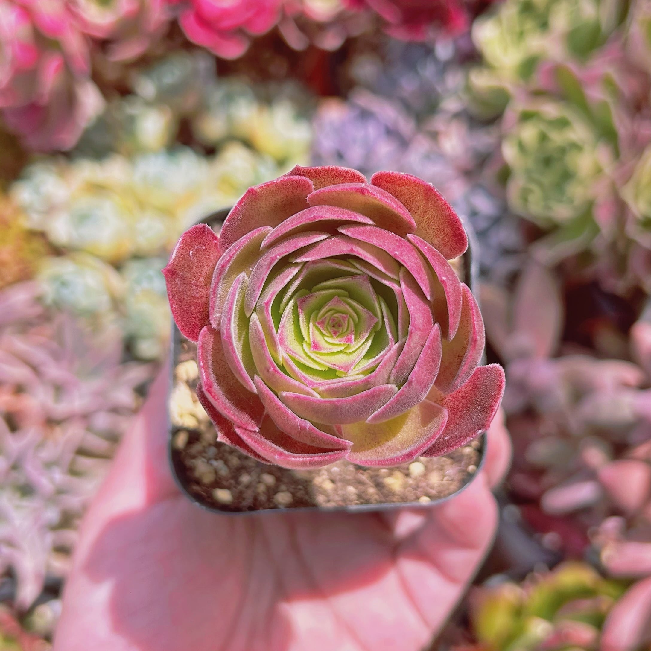 多肉植物　Aeonium   ハロウィン　抜き苗