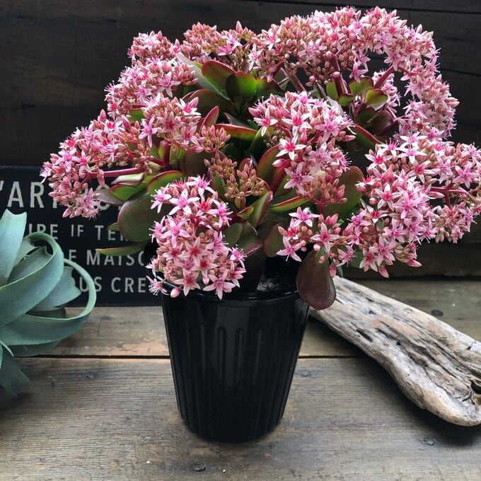 金のなる木 5号 花月 多肉植物 観葉植物 成金草 金運アップ 一攫千金