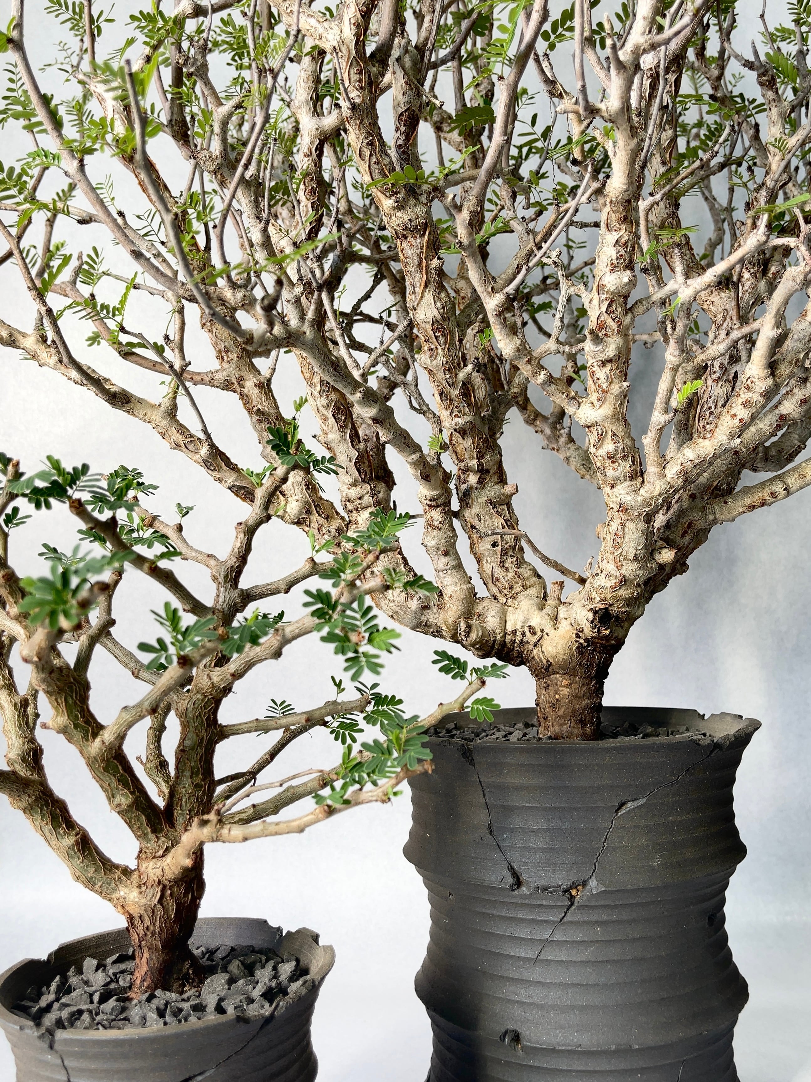 センナ・メリディオナリス | trigger