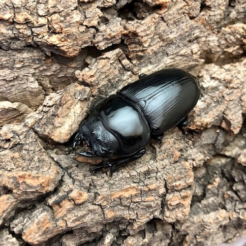 【希少産地・新成虫】茨城県稲敷郡産オオクワガタ♀単品F1個体#6339