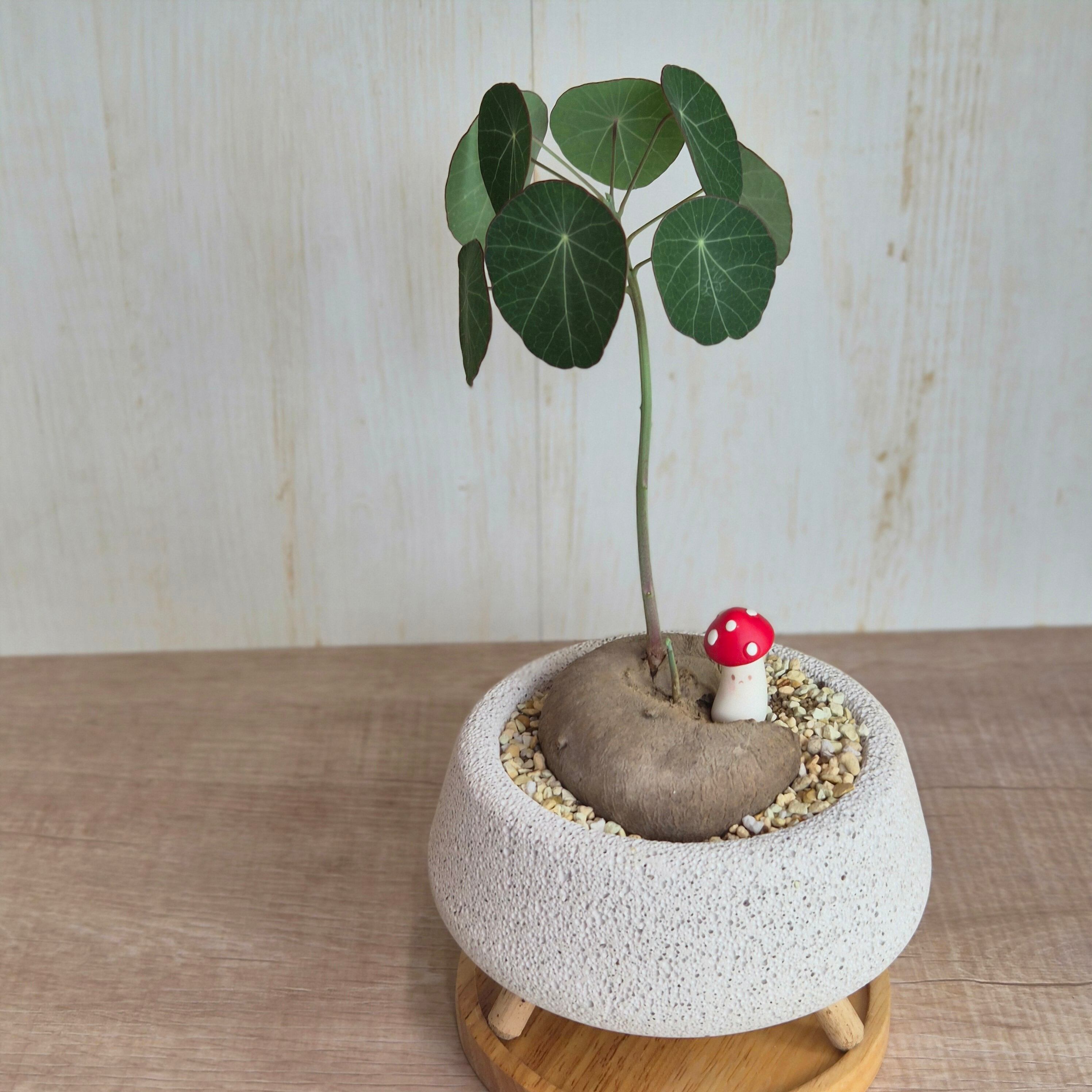 現物〚ステファニア エレクタ〛Stephania Erecta / ステファニアピエレイ塊根植物 コーデックス 発芽済