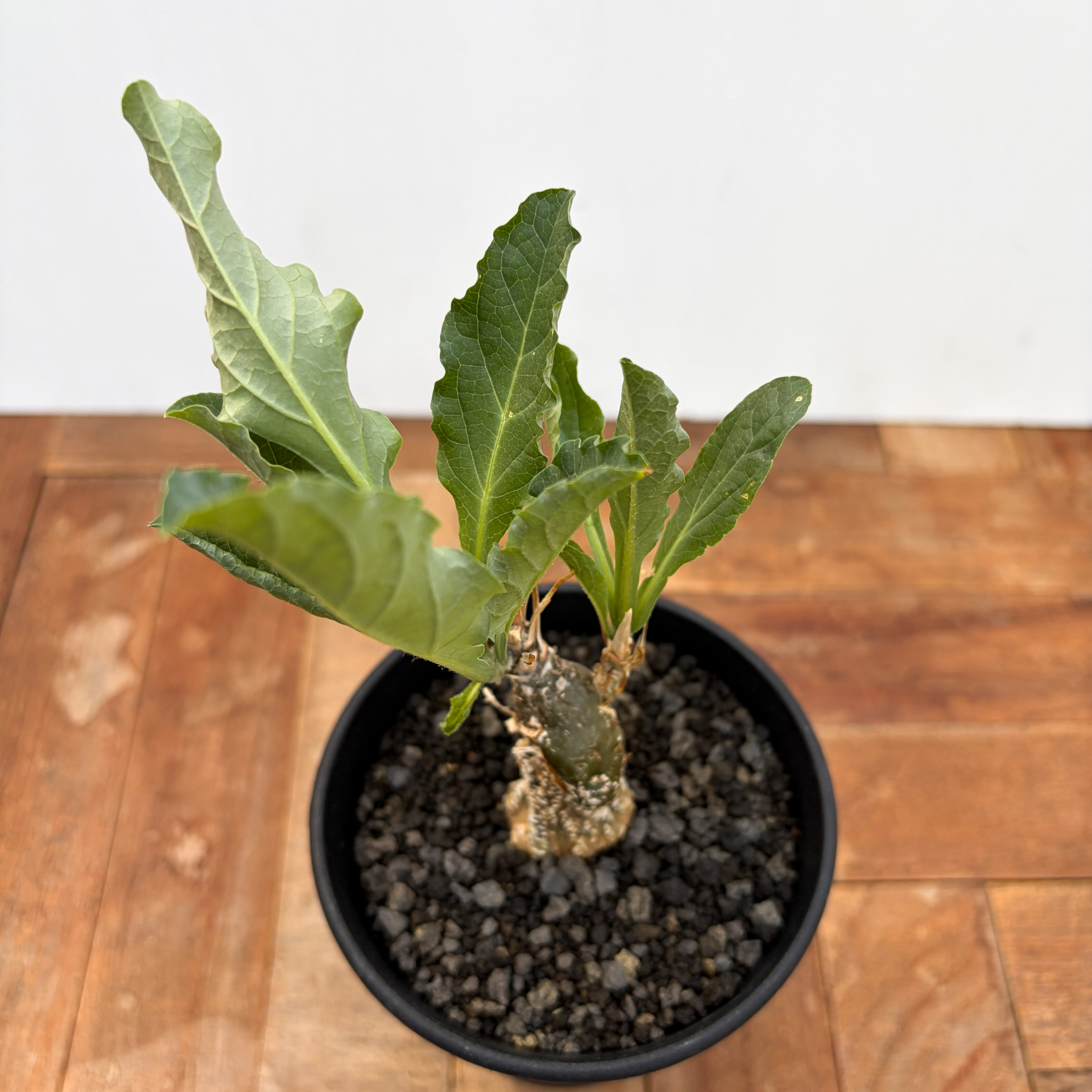 Cephalopentandra ecirrhosa【ケファロペンタンドラ・エキローサ